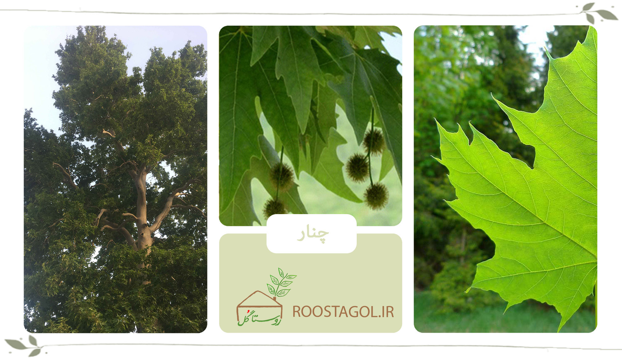 درخت چنار