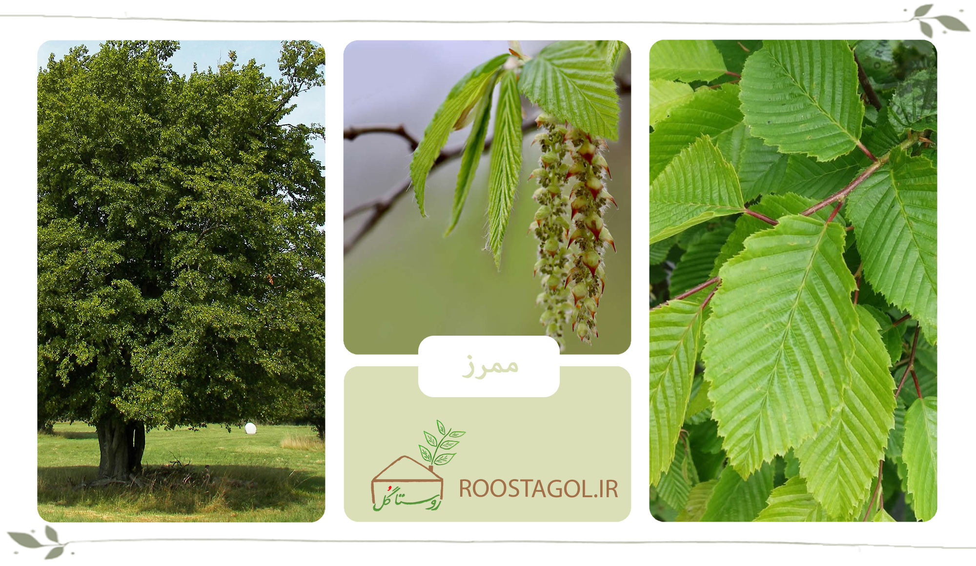 درخت ممرز