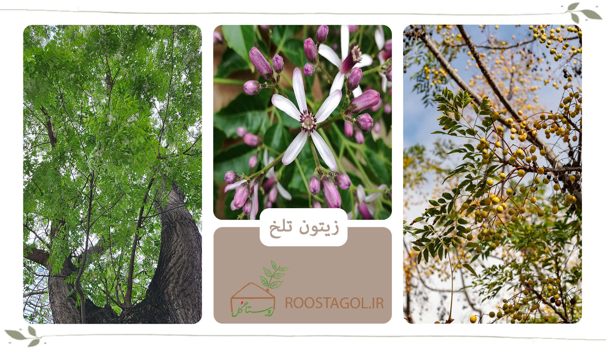 درخت زیتون تلخ