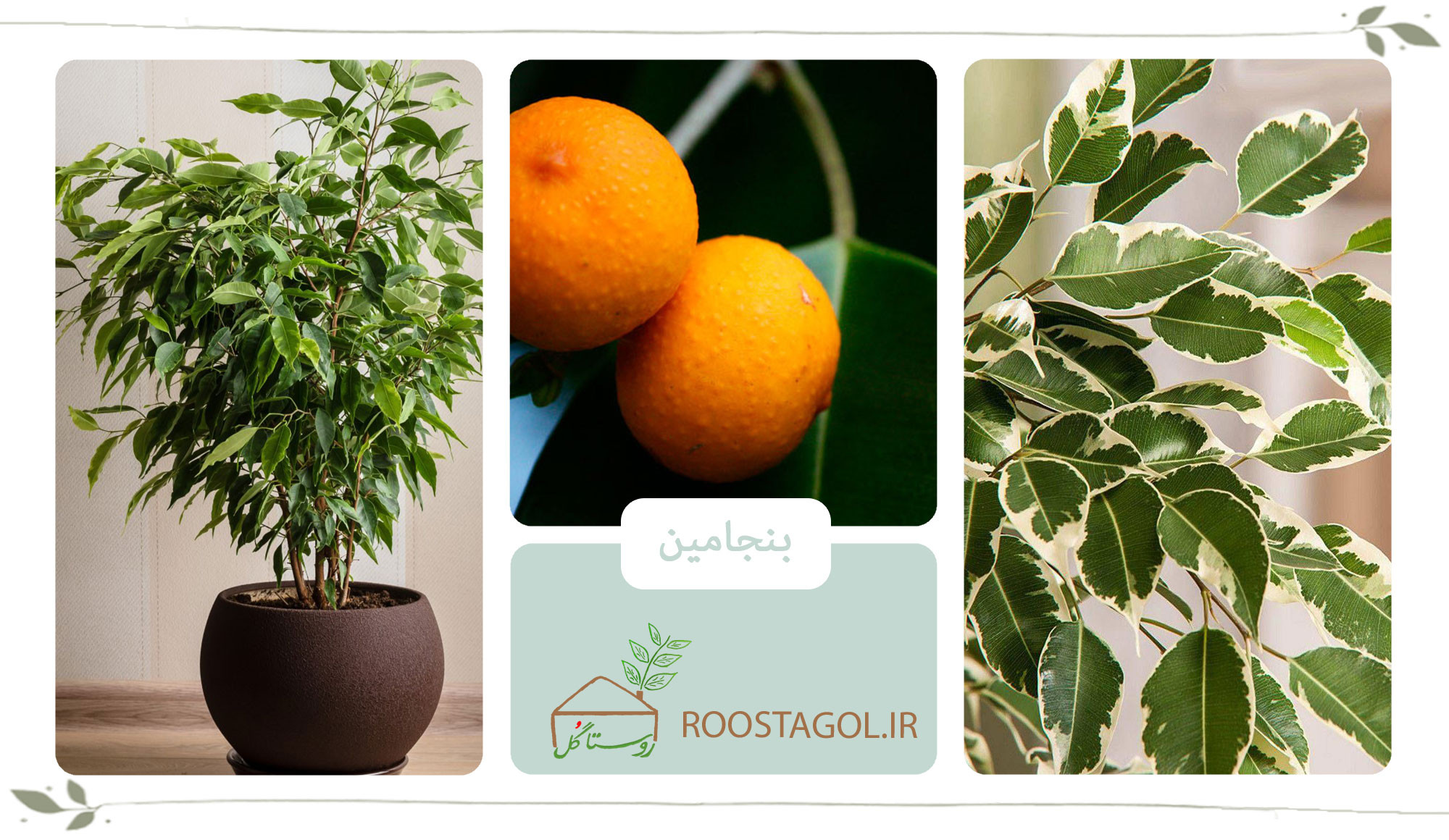 گیاه بنجامین