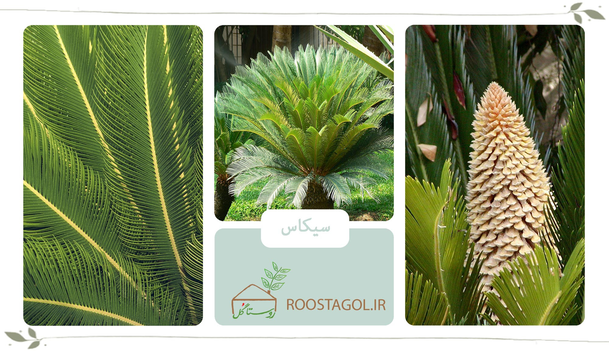 گیاه سیکاس