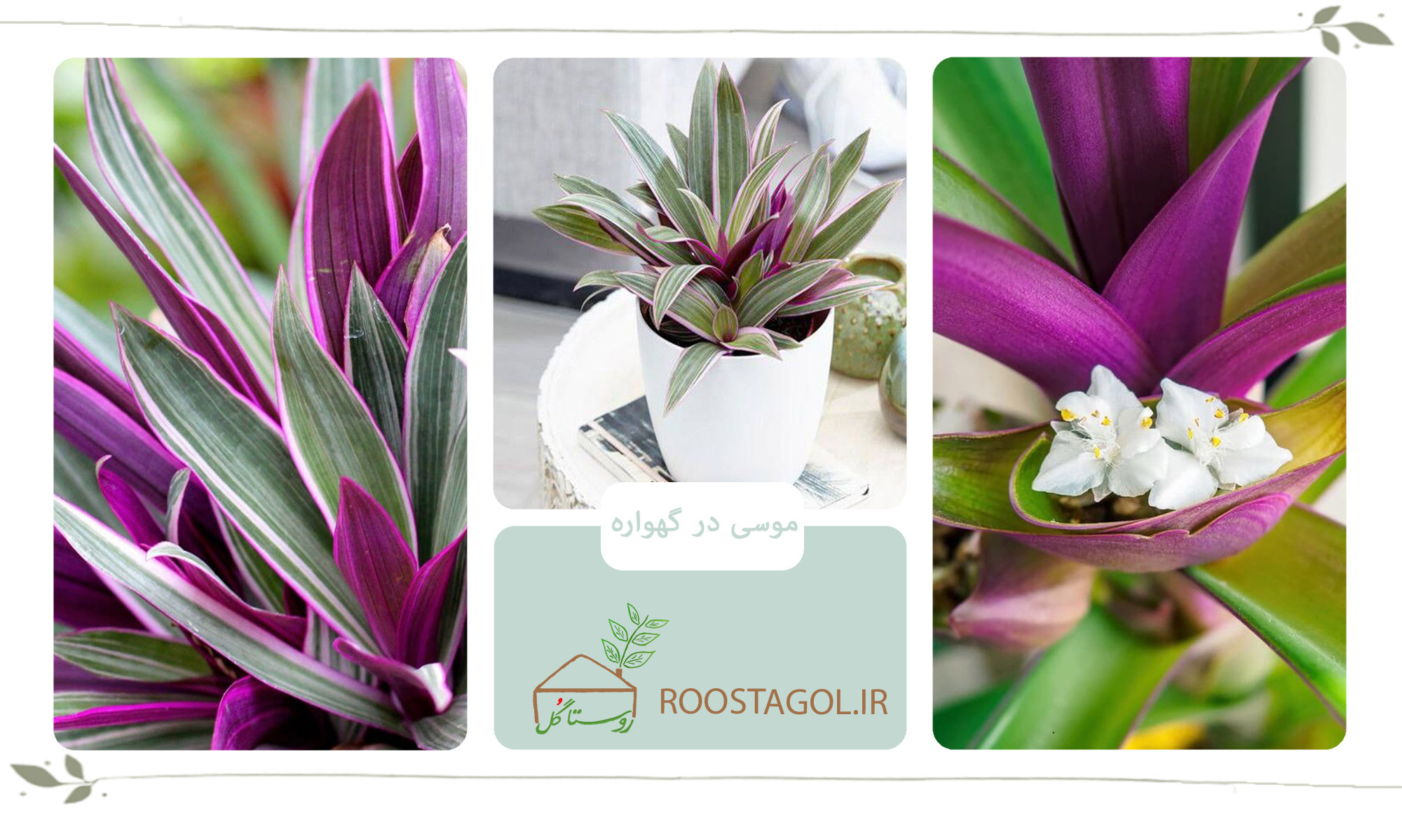 گیاه موسی در گهواره