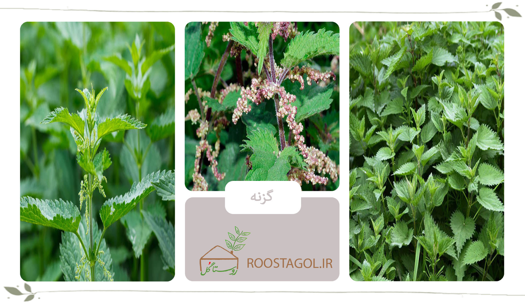 گیاه گزنه
