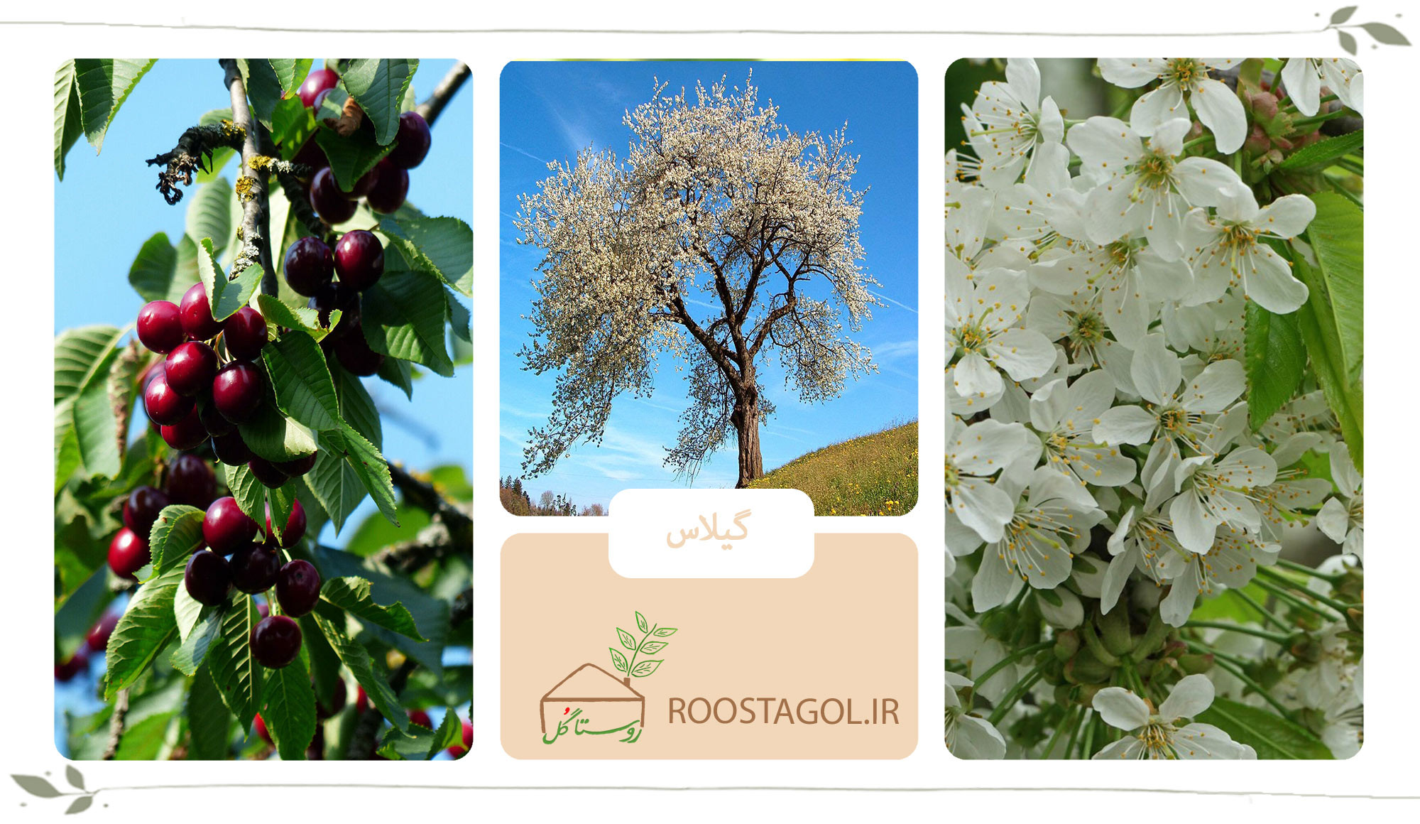 درخت گیلاس
