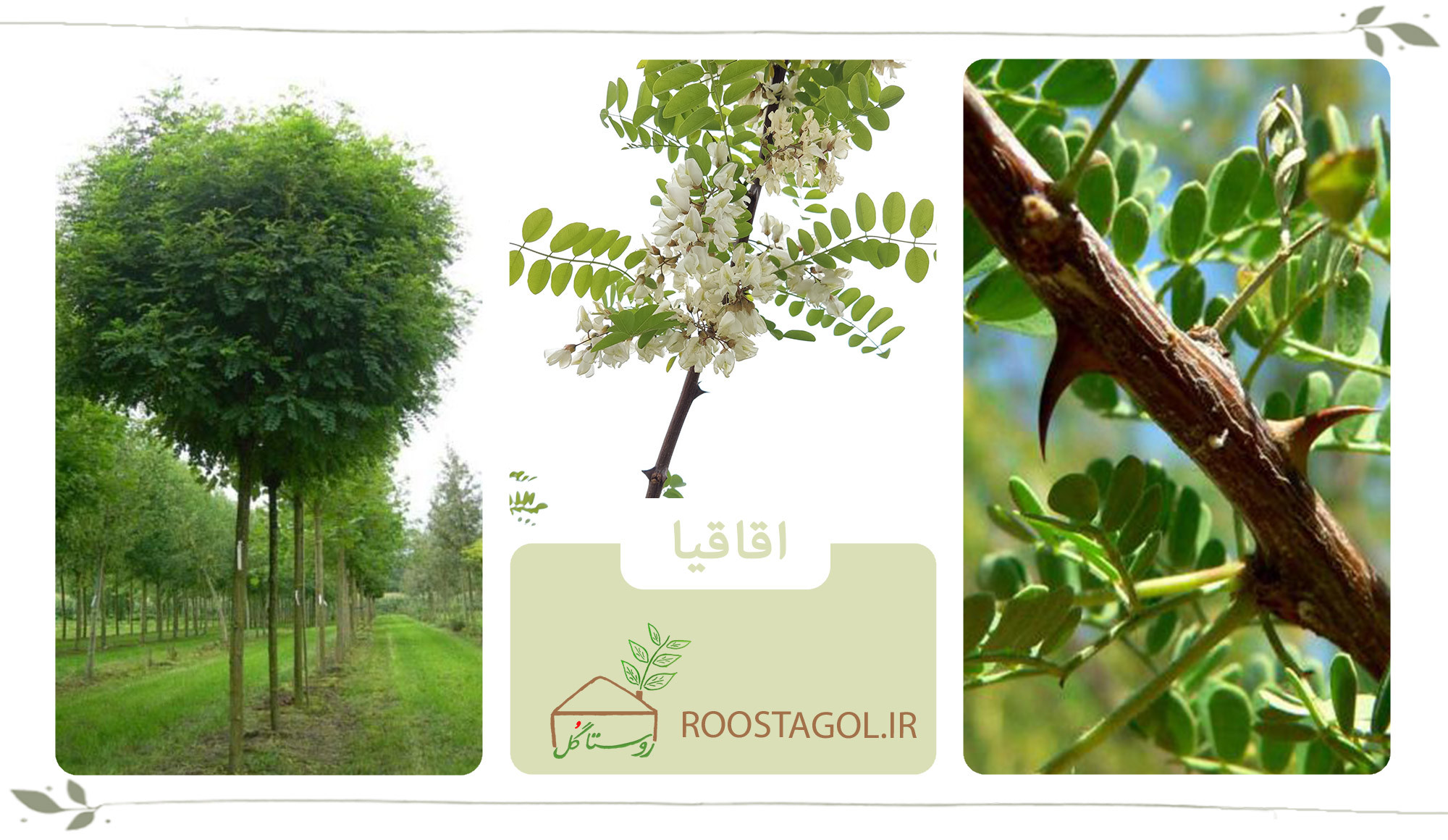 درخت اقاقیا