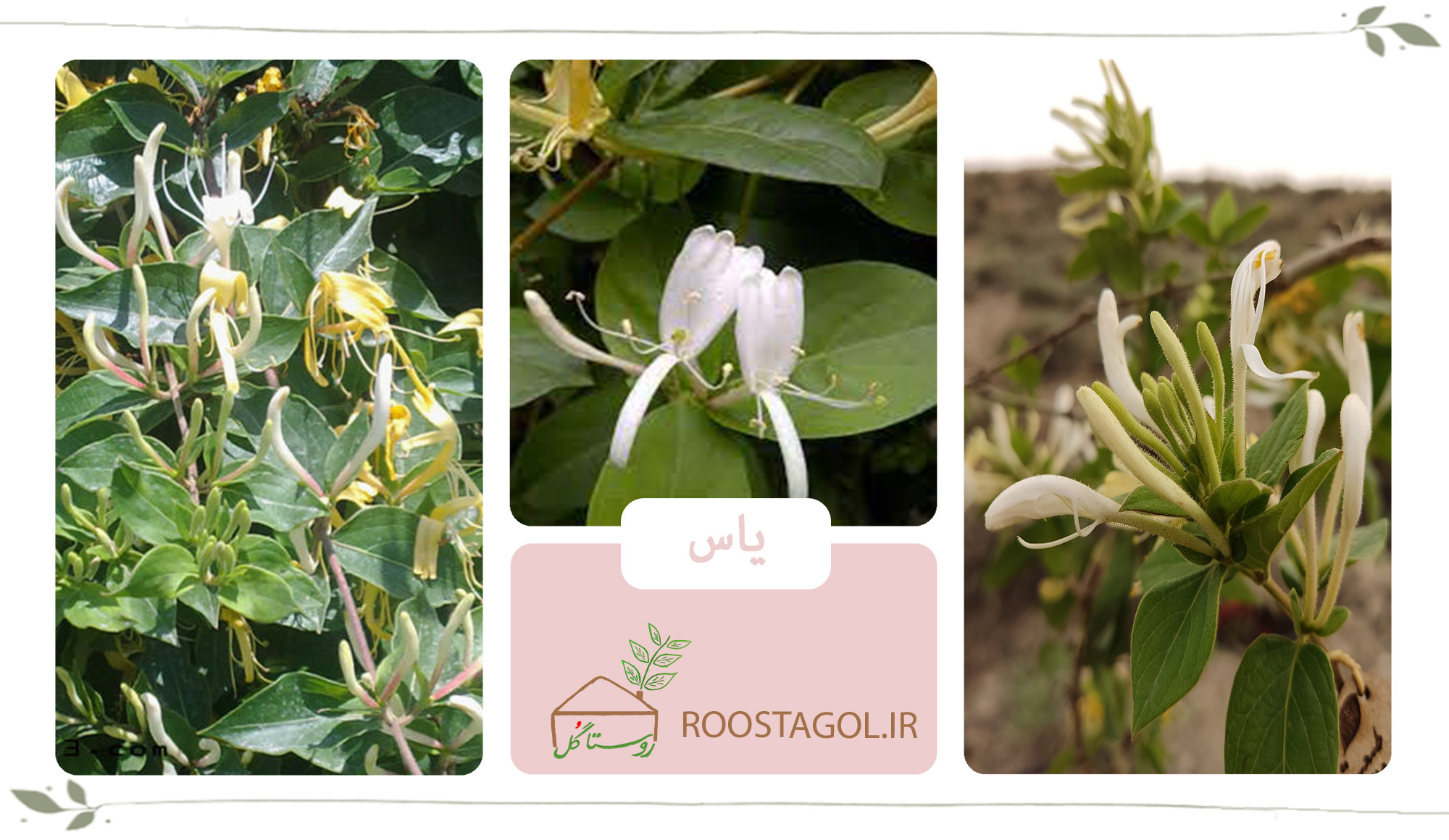 گیاه یاس