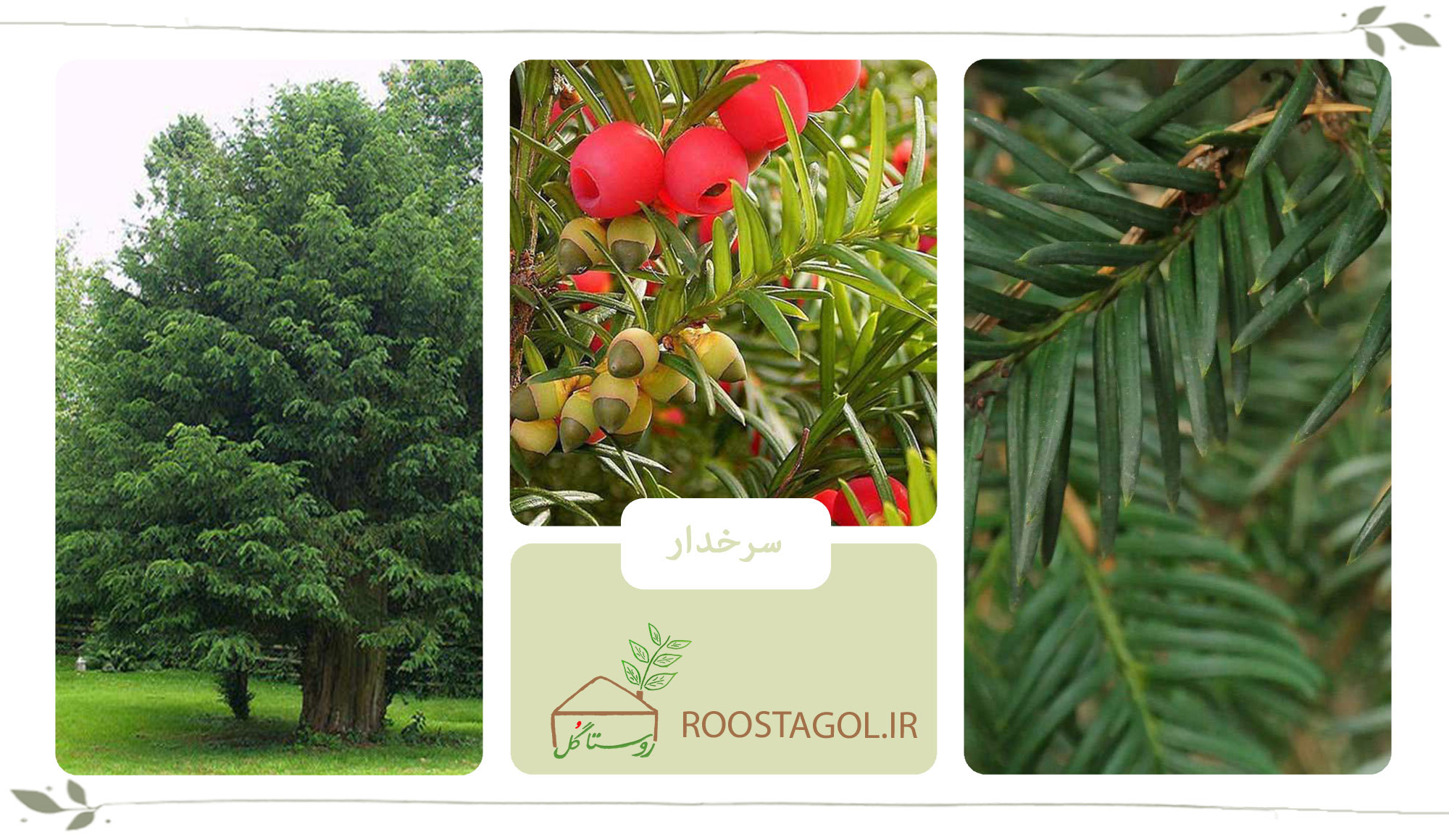 درخت سرخدار