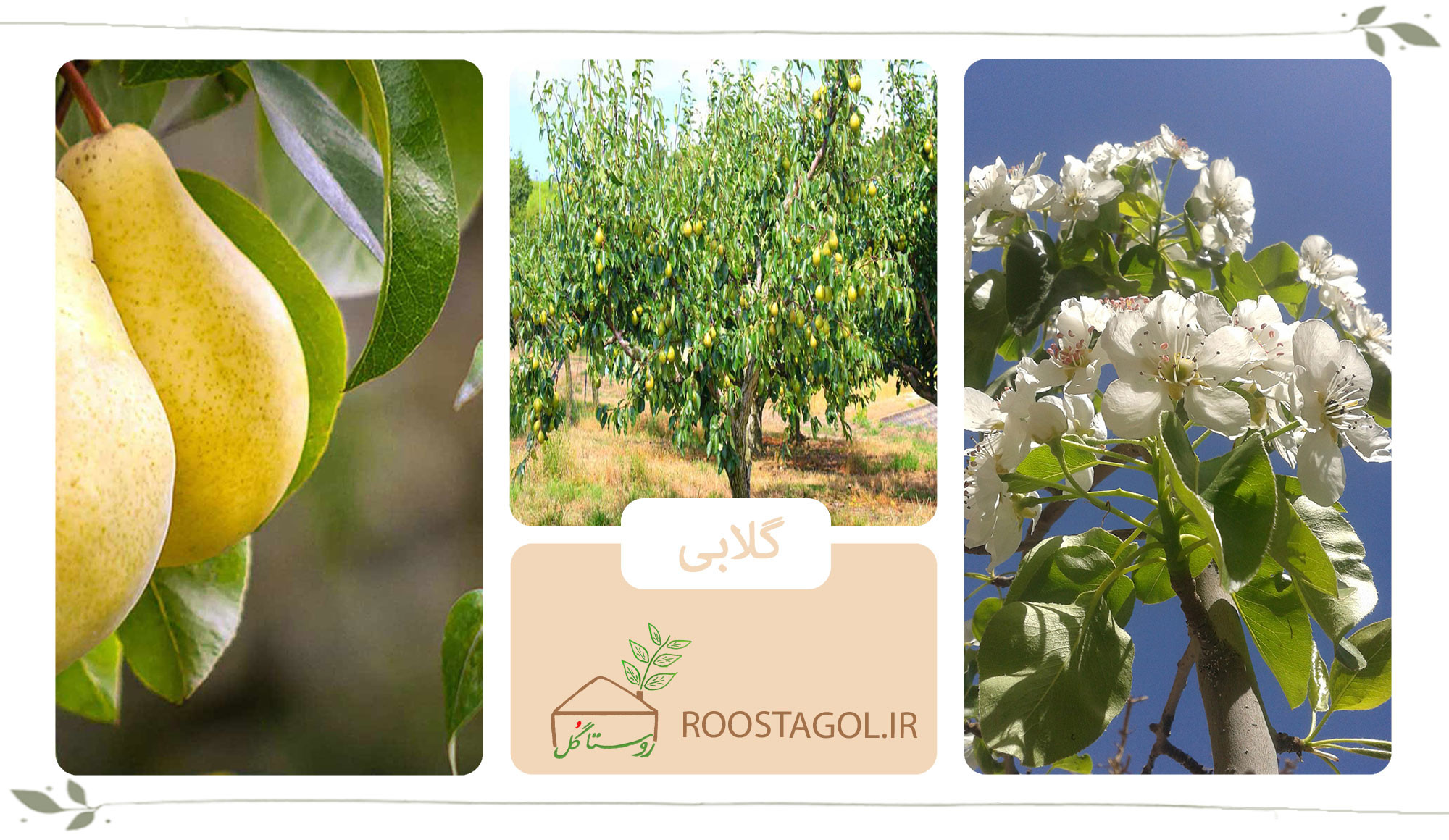 درخت گلابی