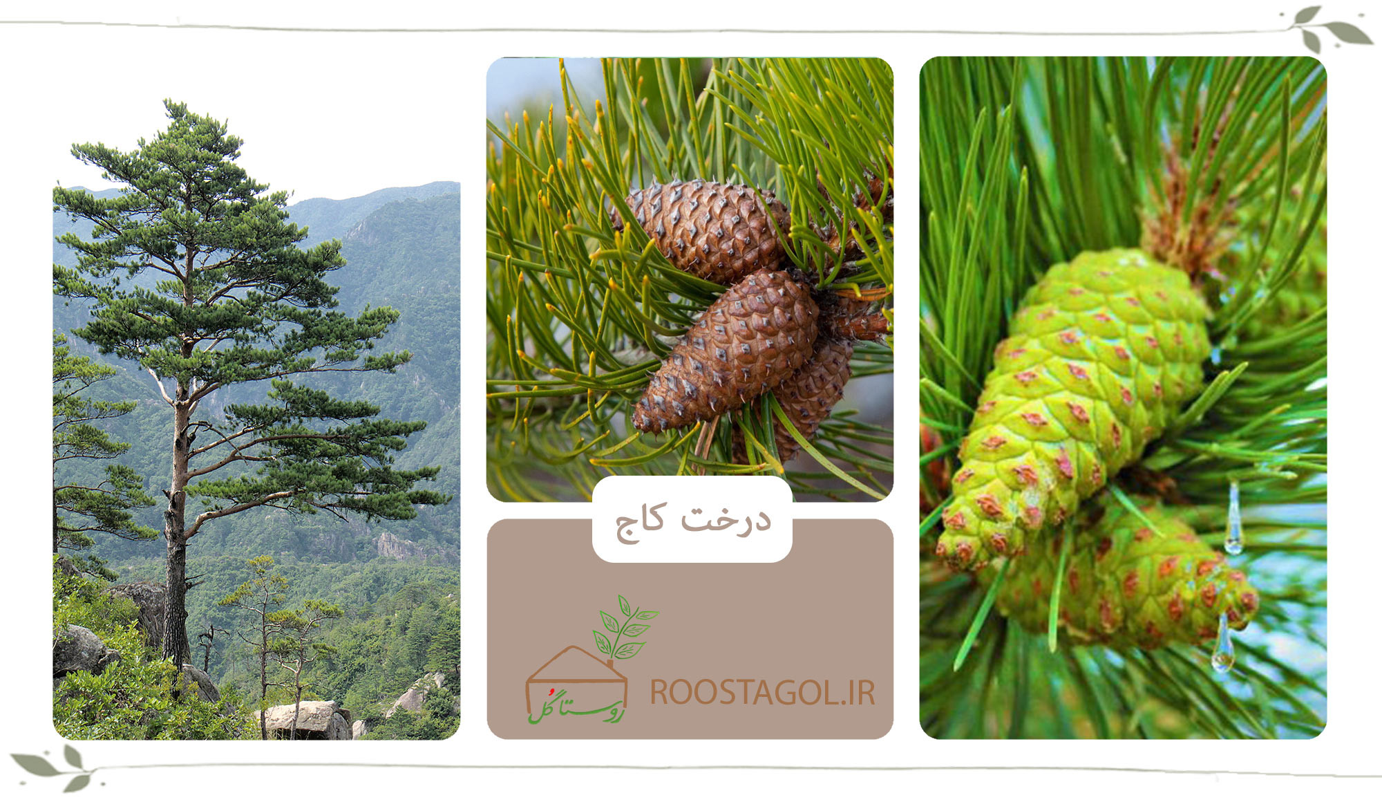 درخت کاج