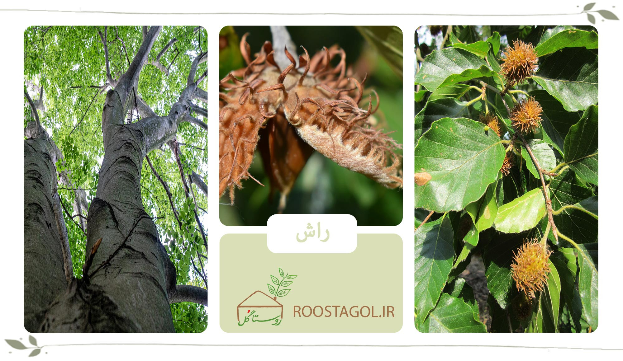 درخت راش