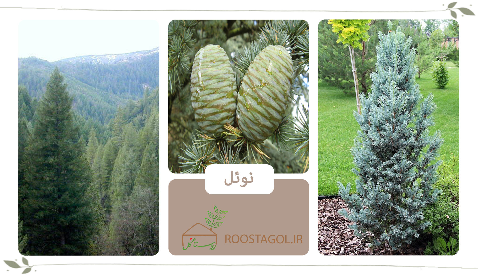 درخت نوئل