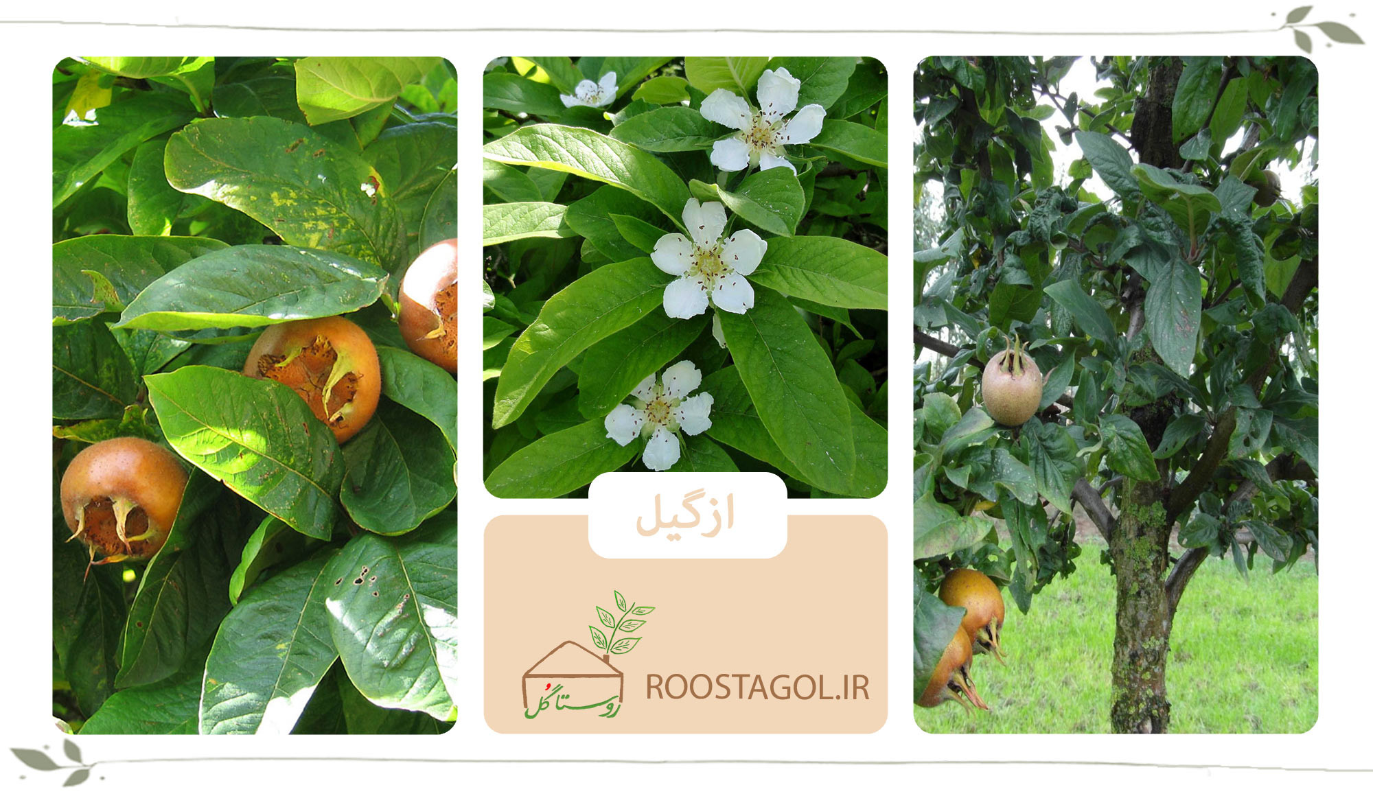 درخت ازگیل