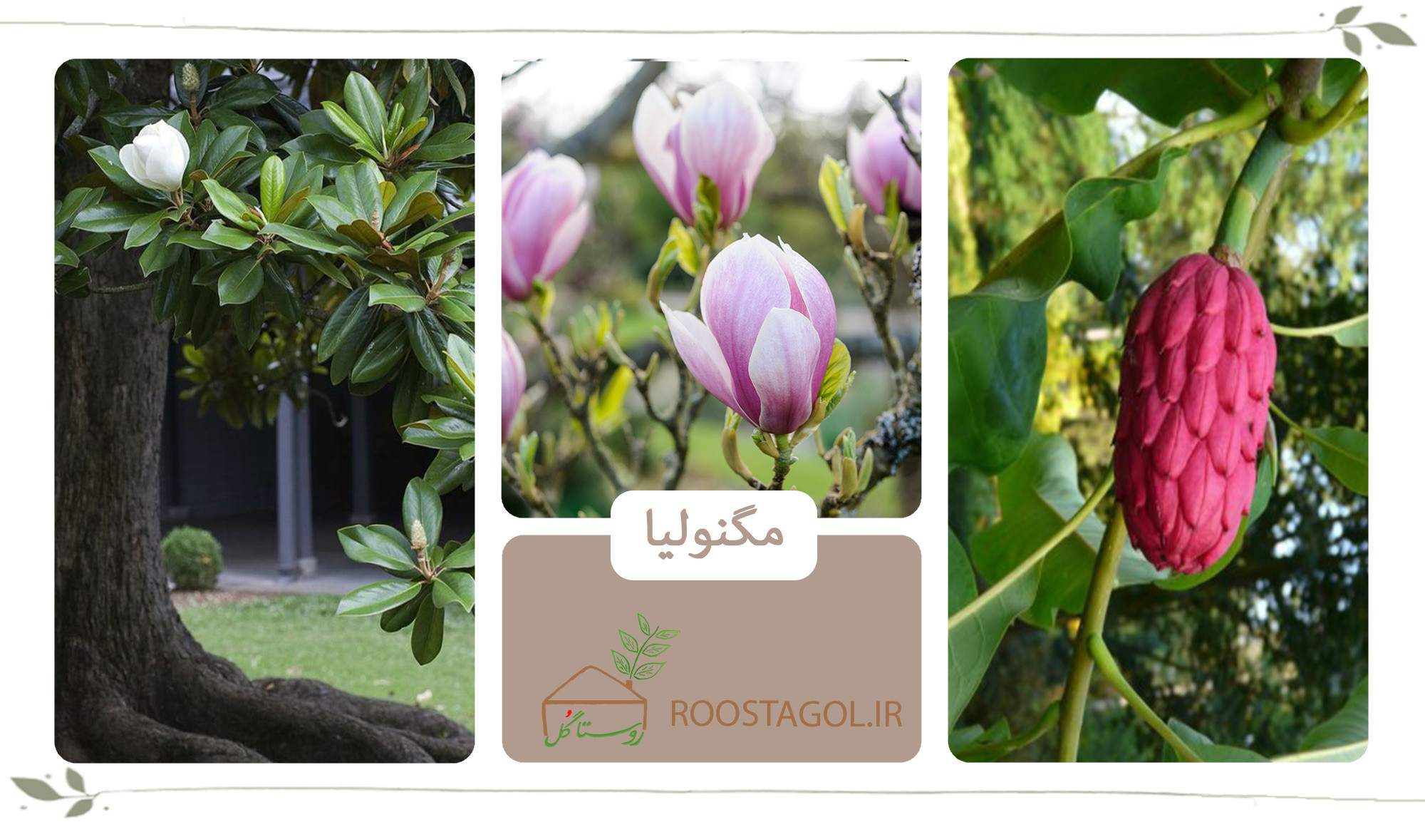 درخت مگنولیا