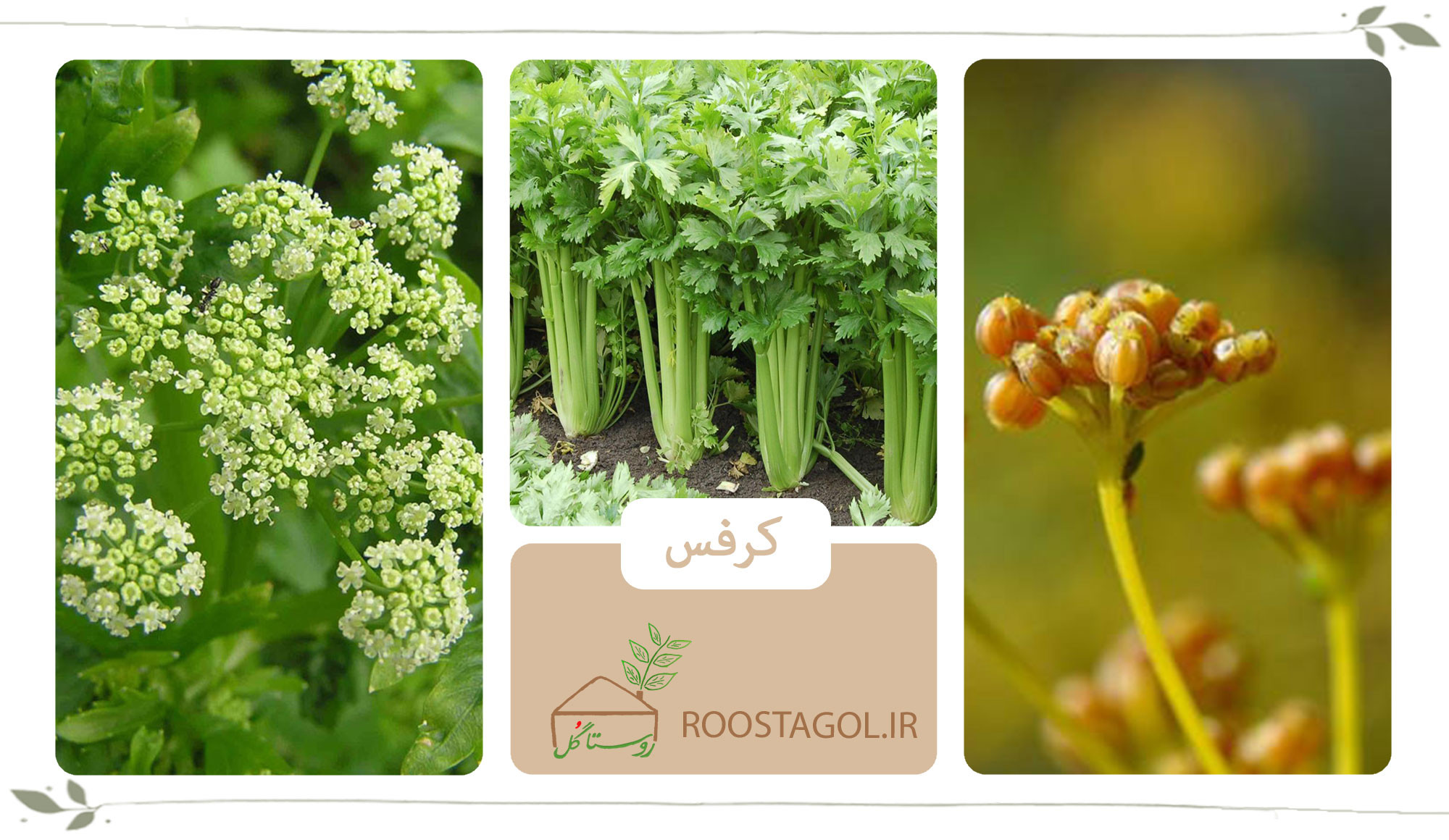 گیاه کرفس