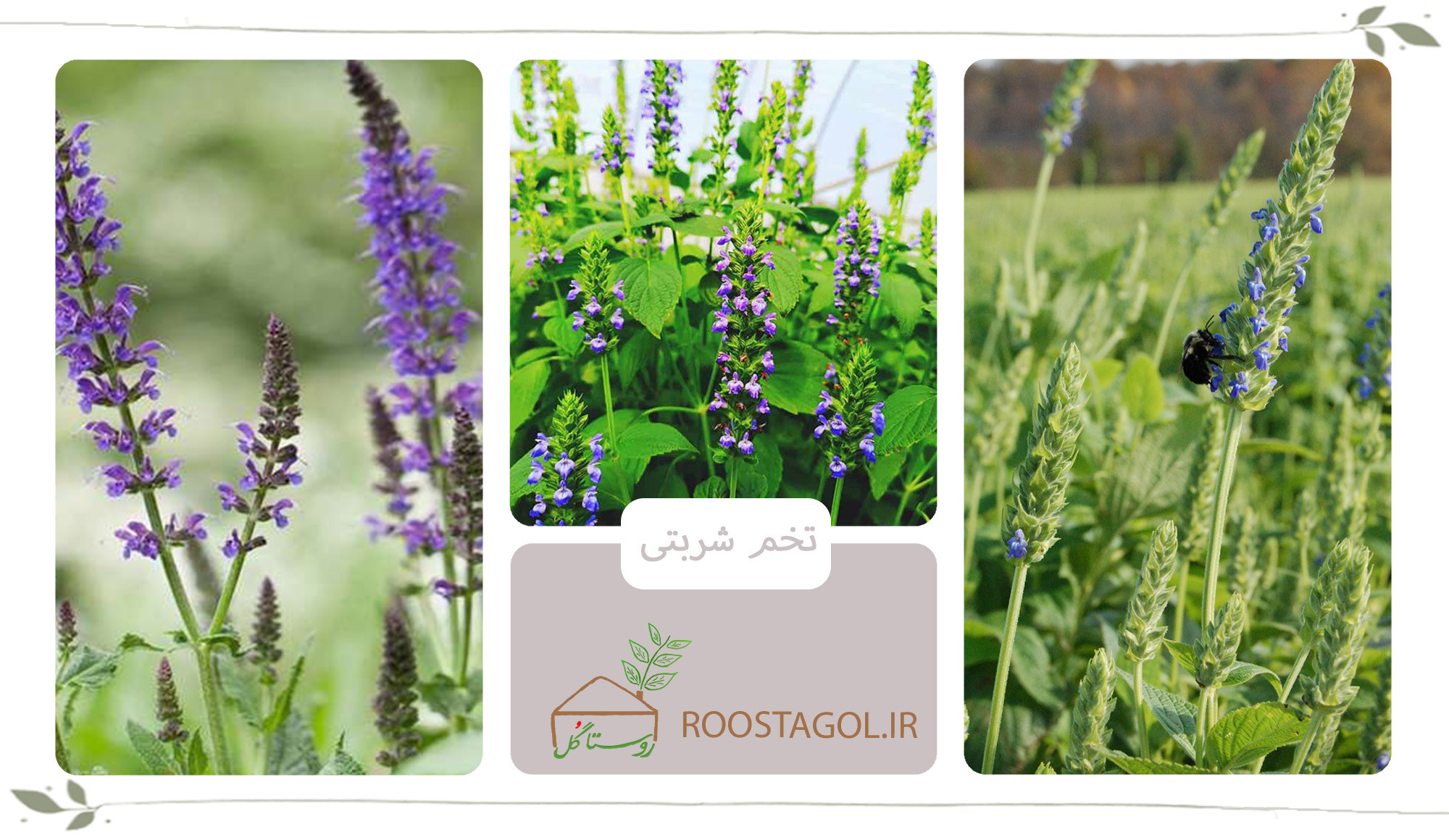 گیاه تخم شربتی