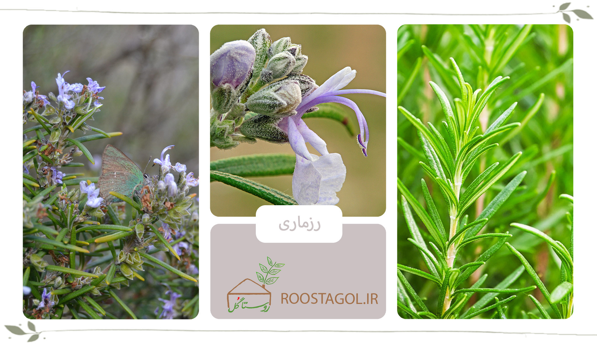 گیاه رزماری
