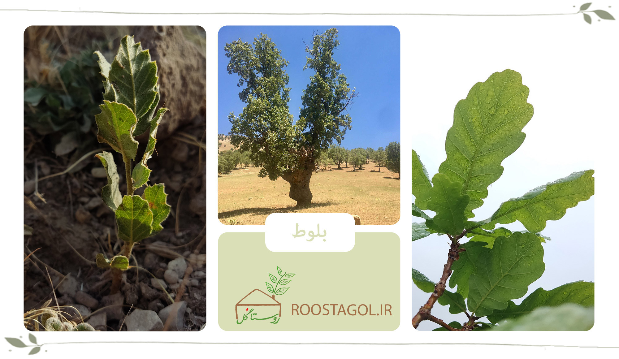 درخت بلوط زاگرس