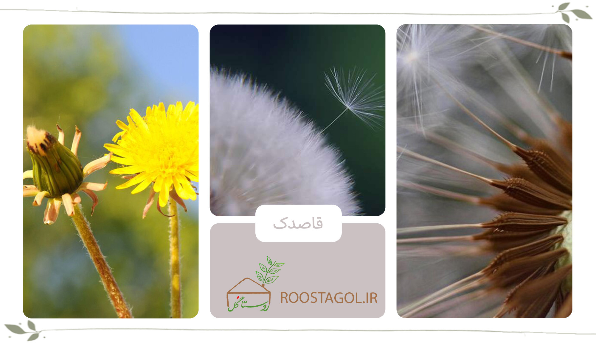 گیاه قاصدک