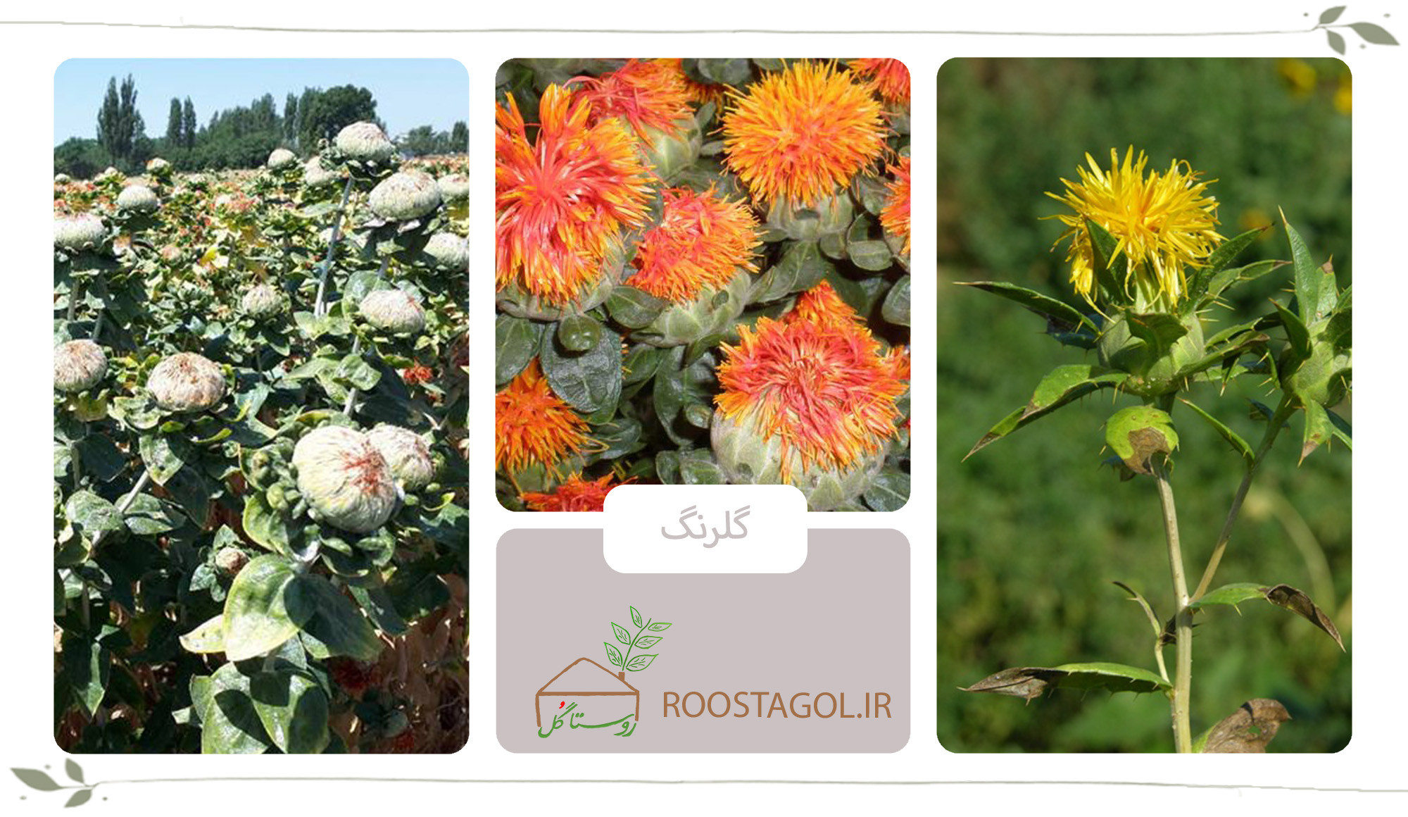 گیاه گلرنگ