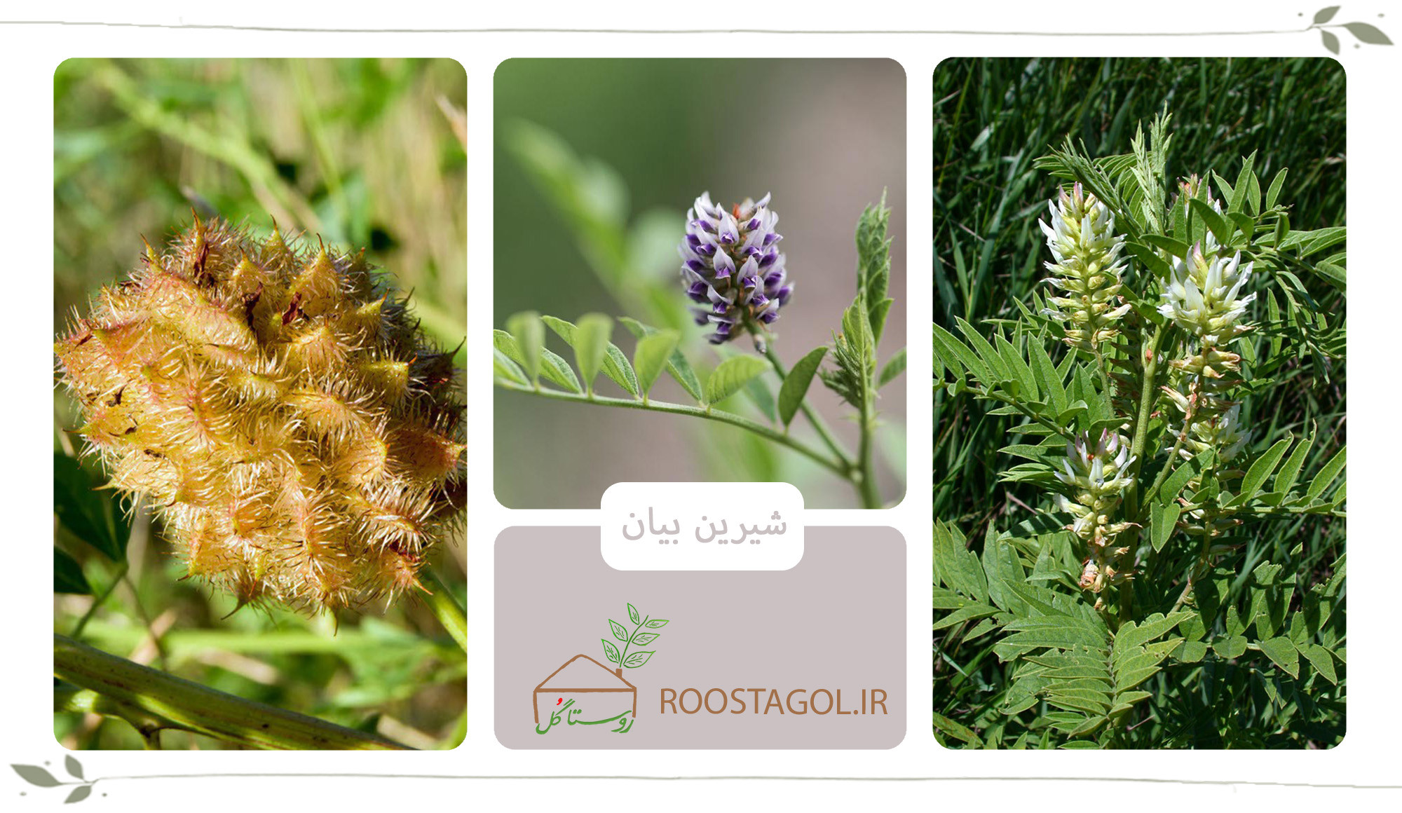 گیاه شیرین بیان