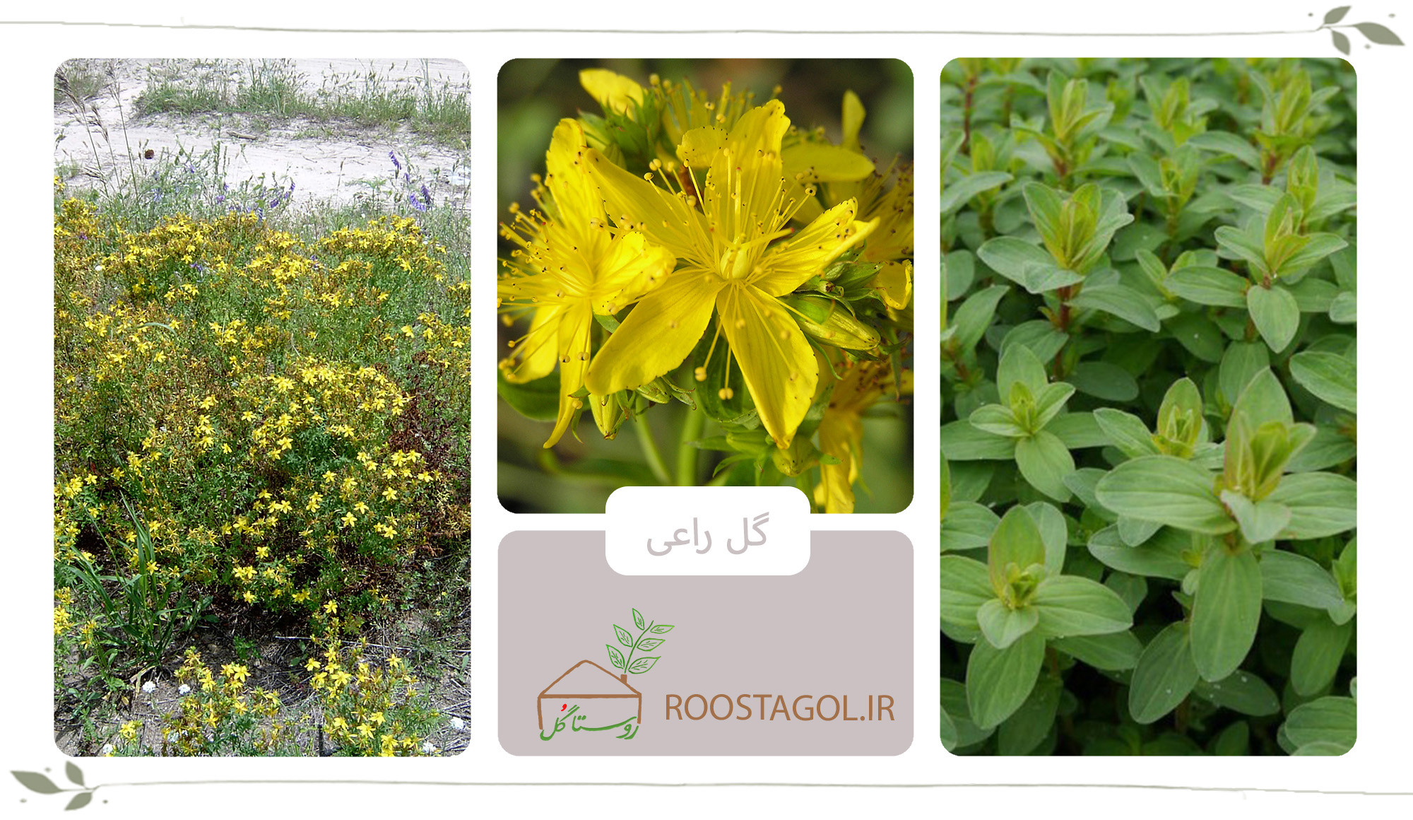 گل راعی