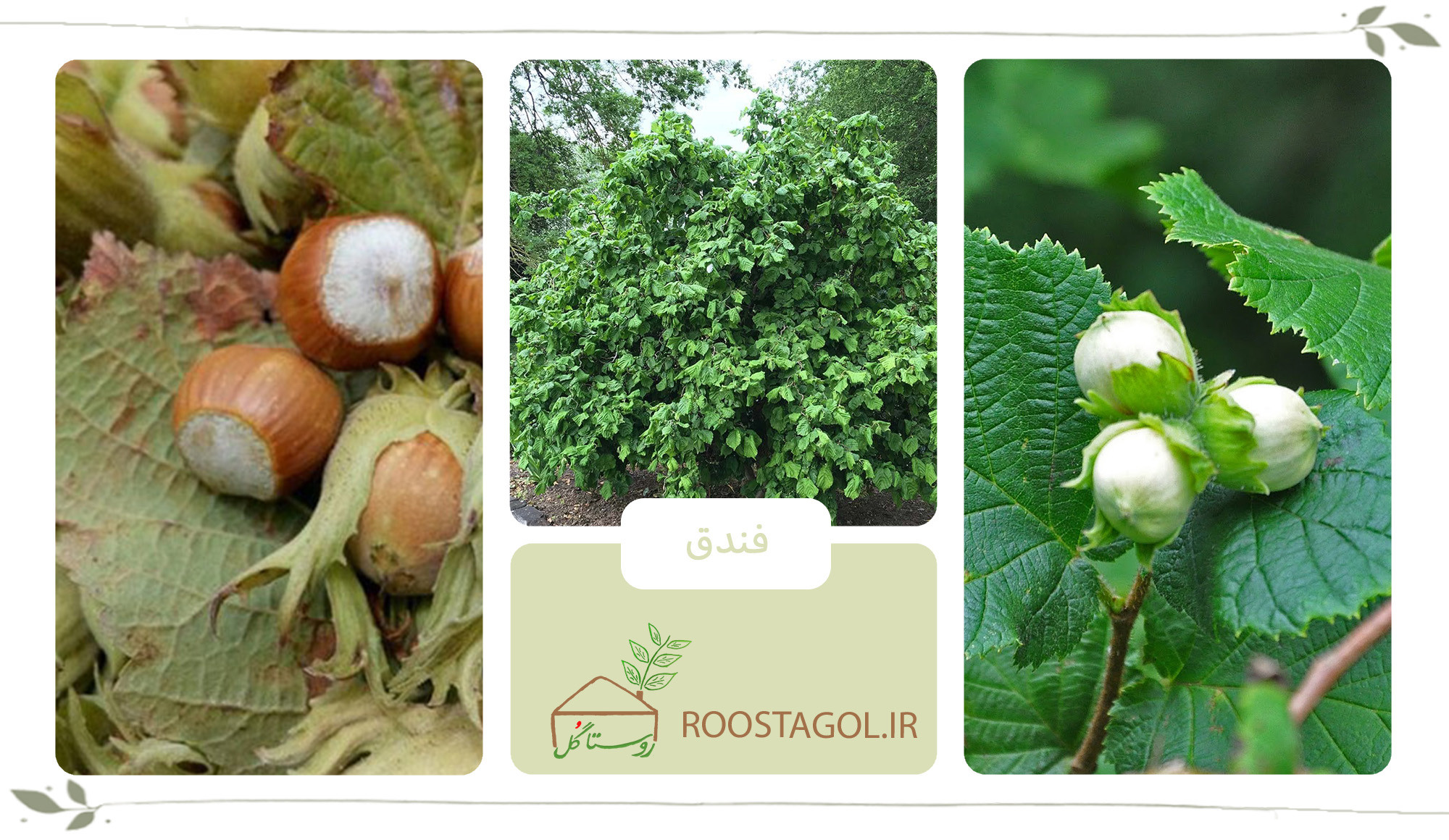 درخت فندق