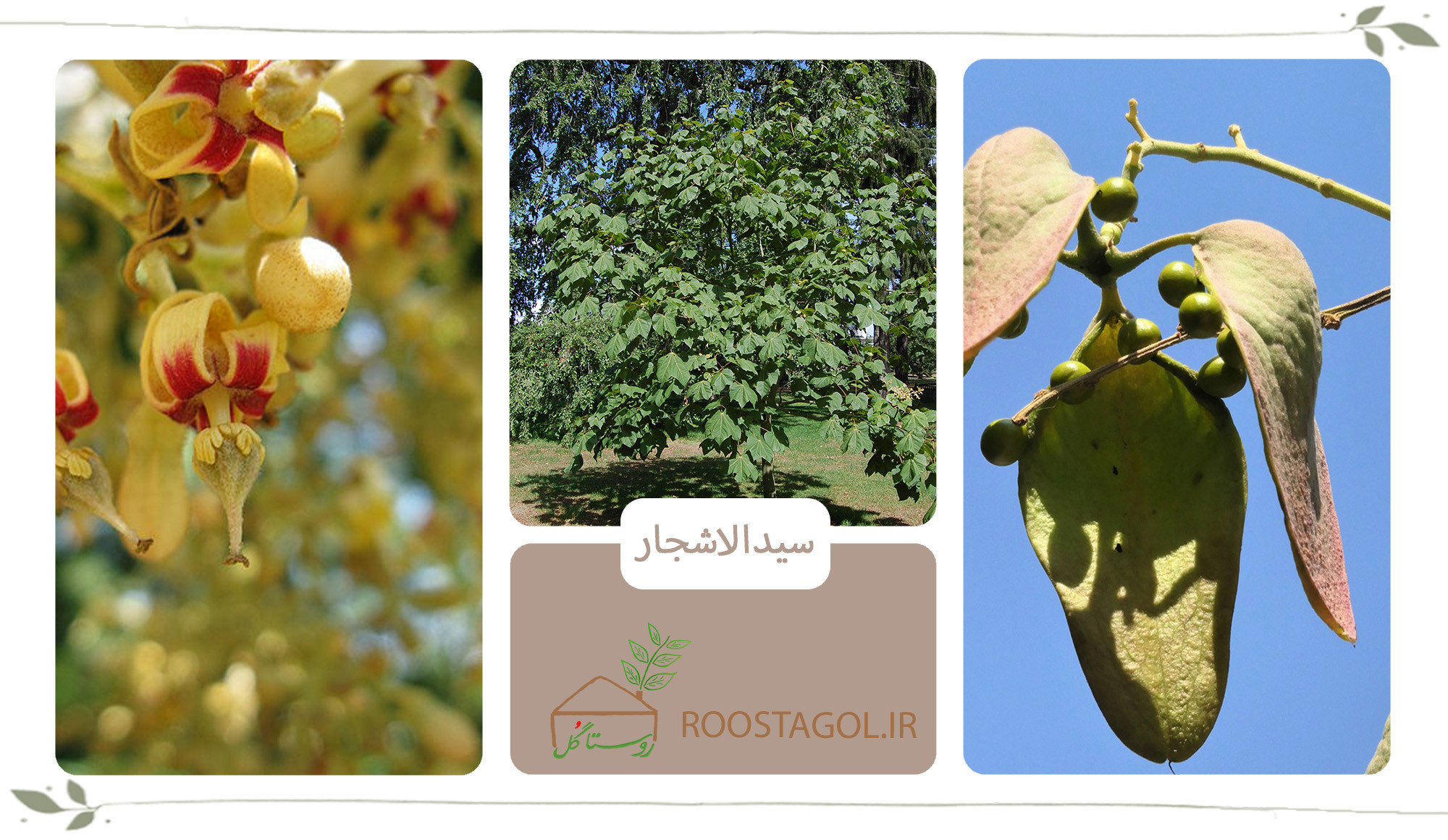 درخت سیدالاشجار