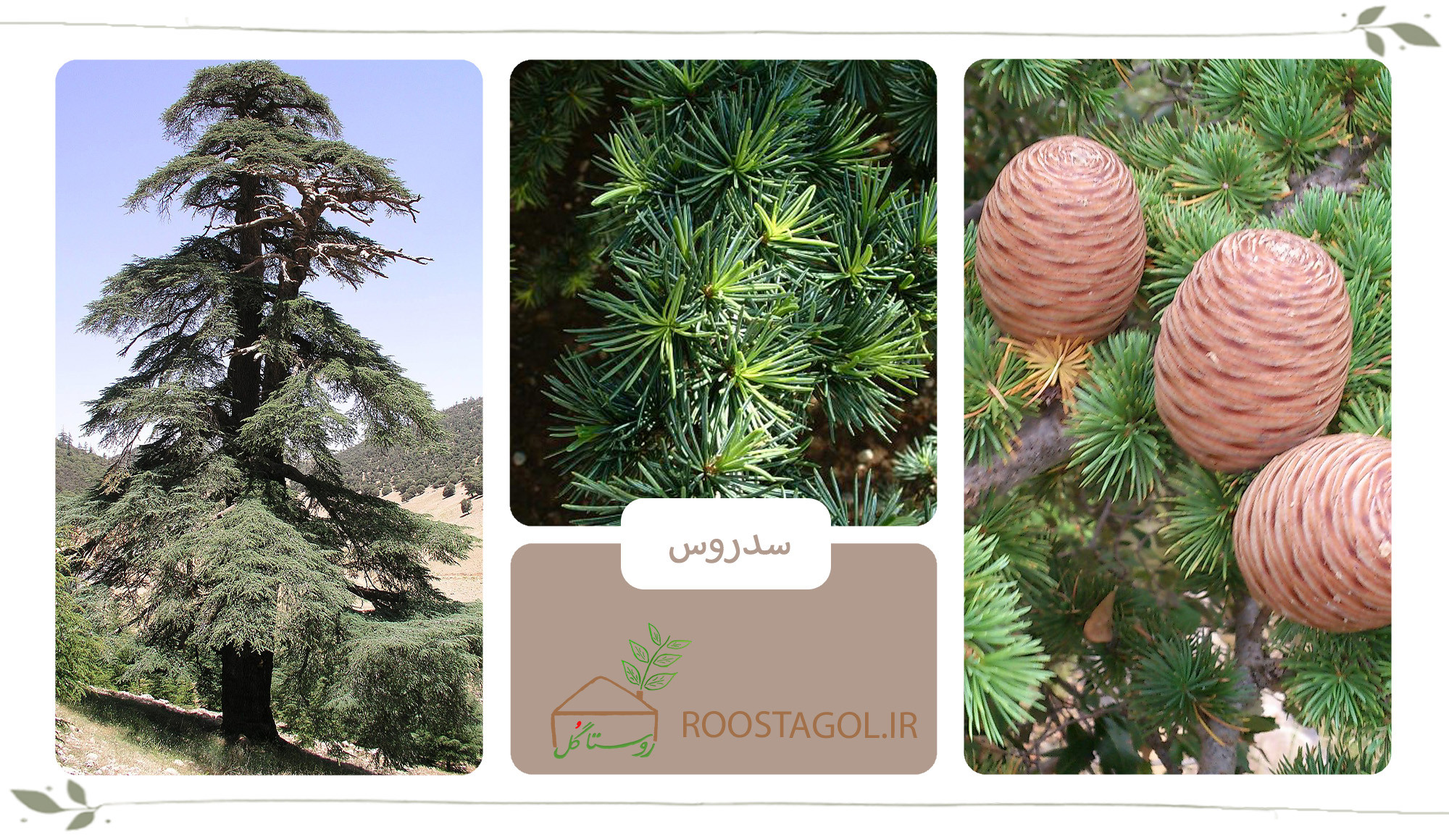 درخت سدروس