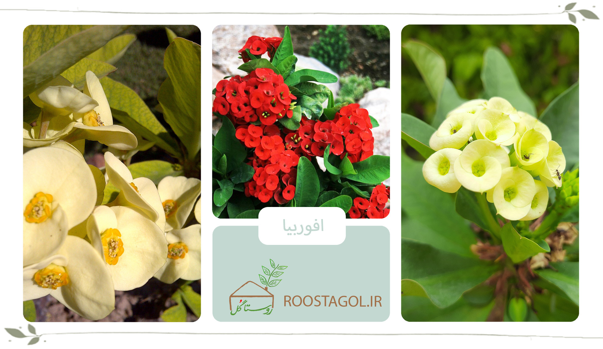 گیاه افوربیا