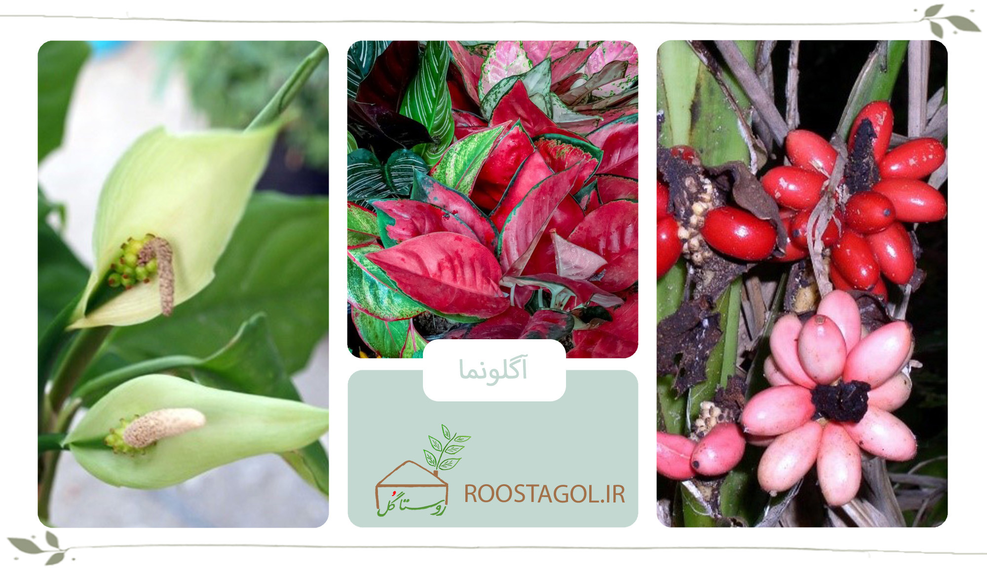 گیاه آگلونما