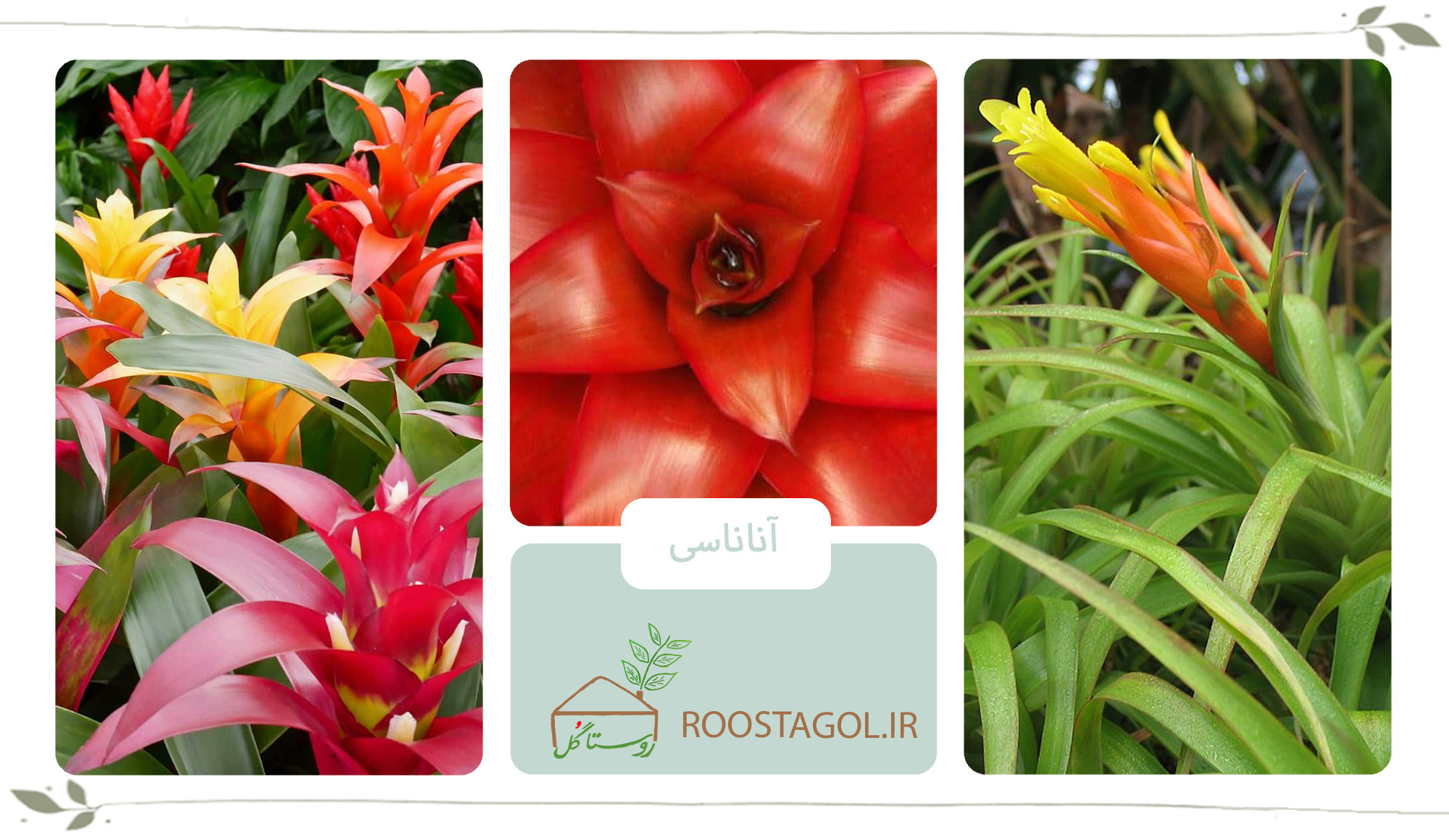 گیاه آناناسی