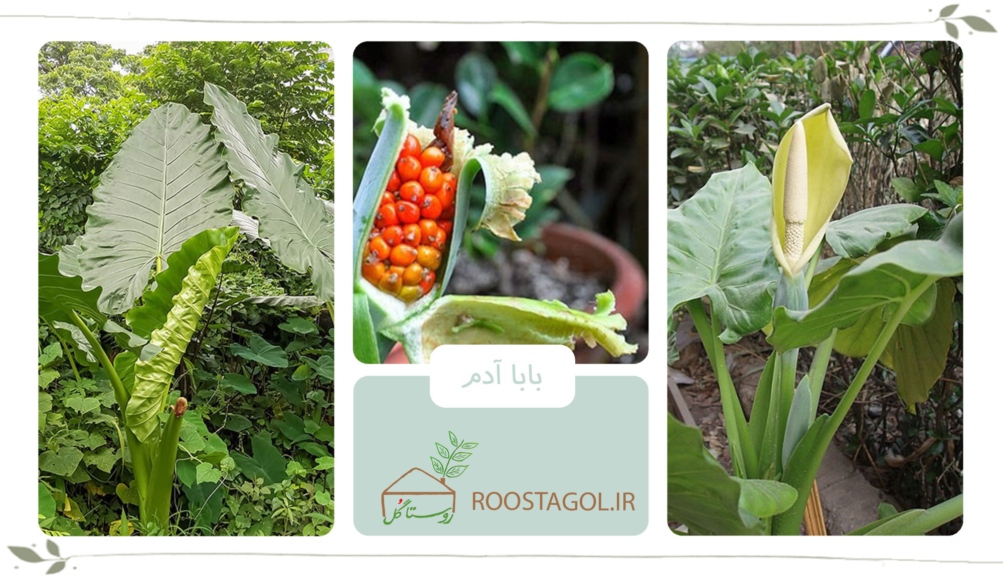 گیاه بابا آدم