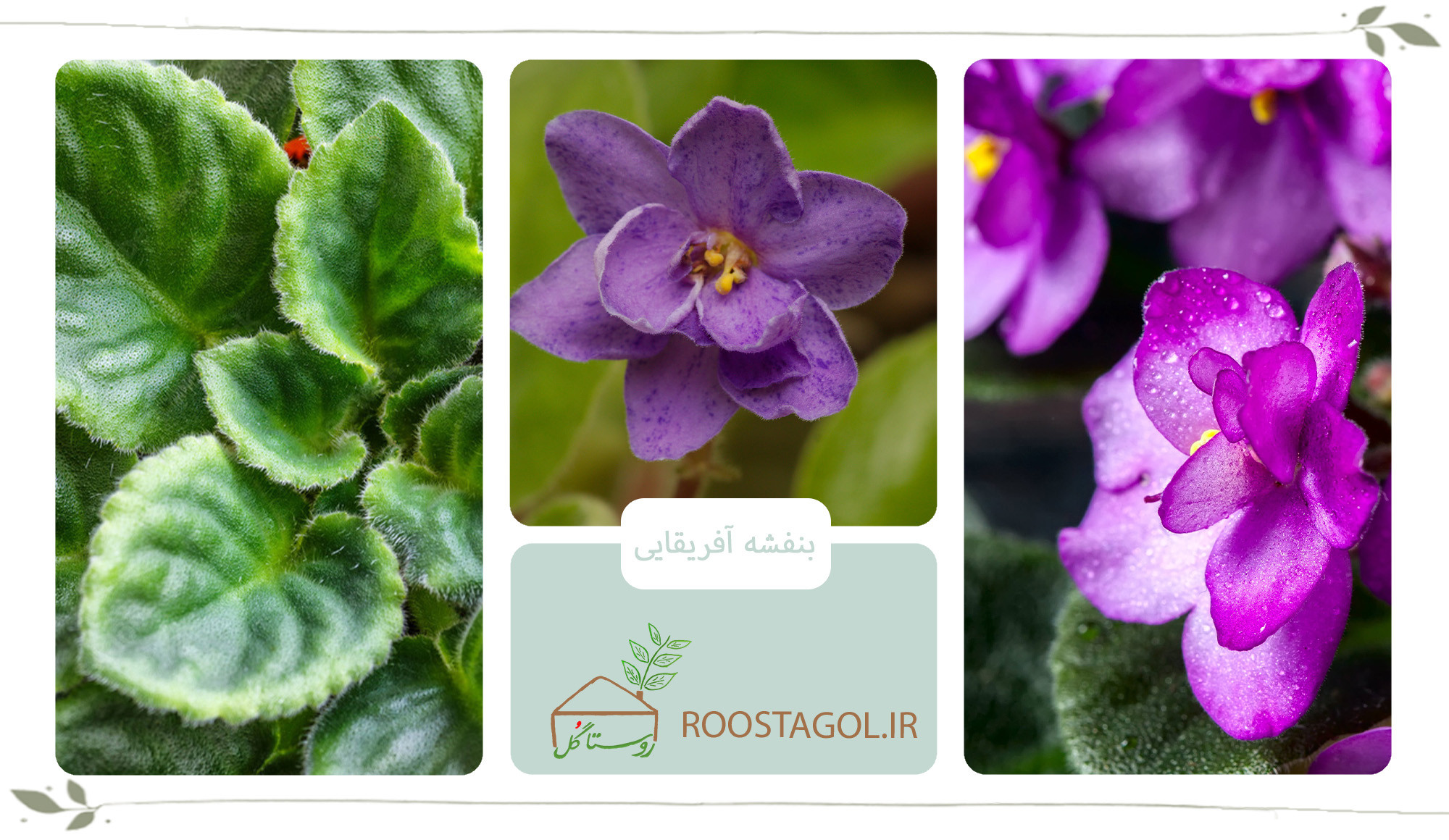 گیاه بنفشه‌ی آفریقایی