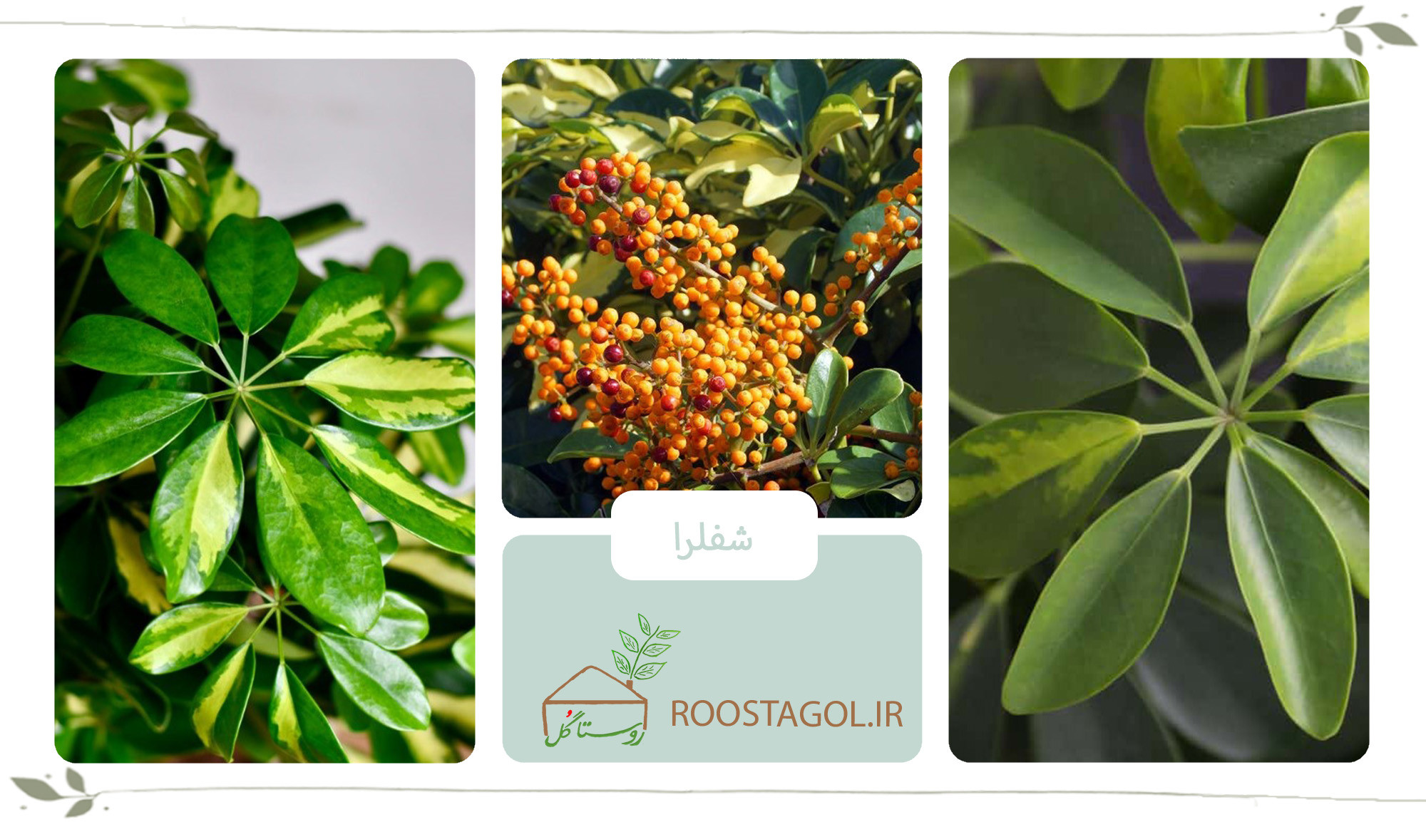 گیاه شفلرا