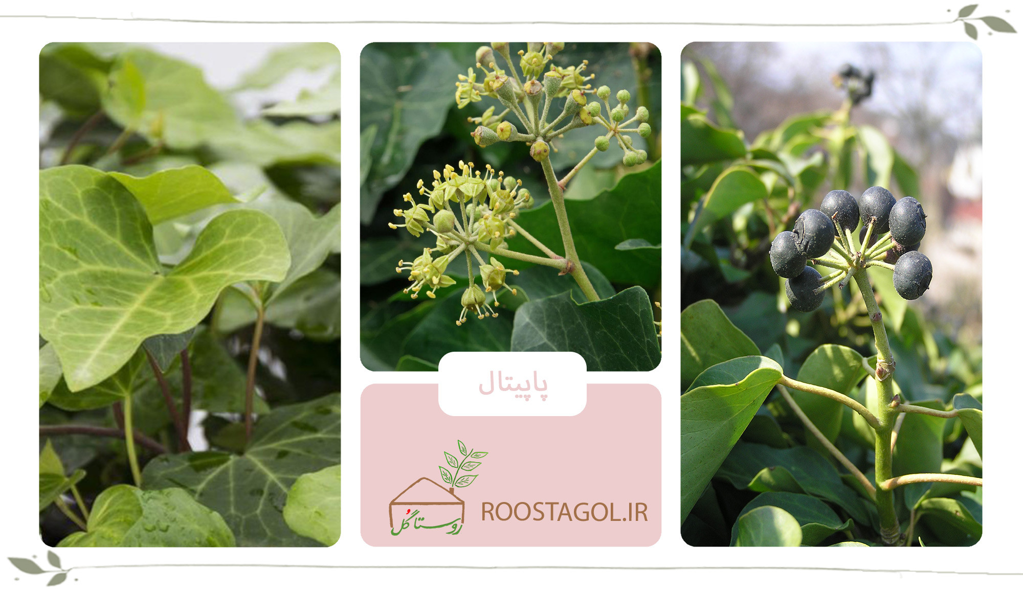 گیاه پاپیتال