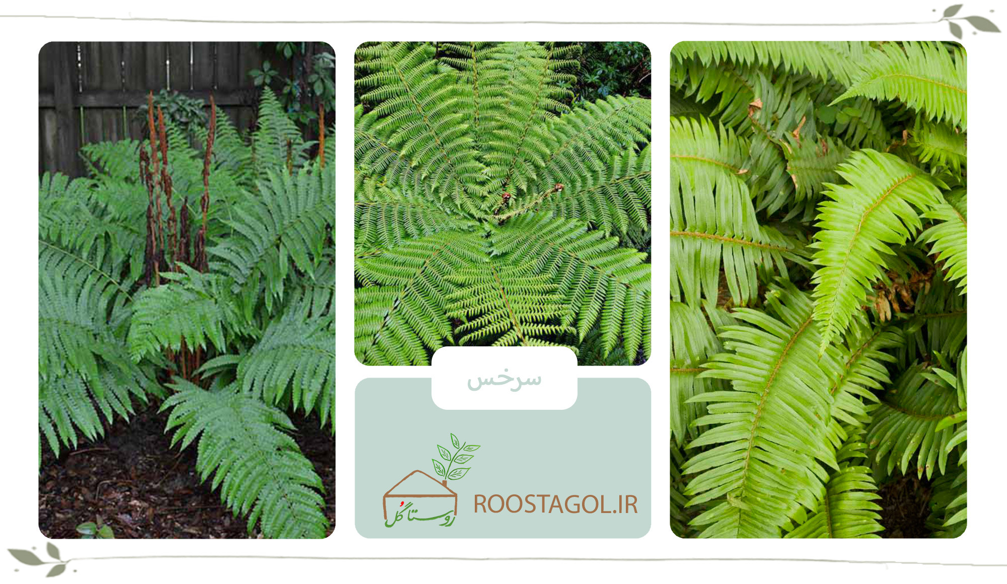 گیاه سرخس