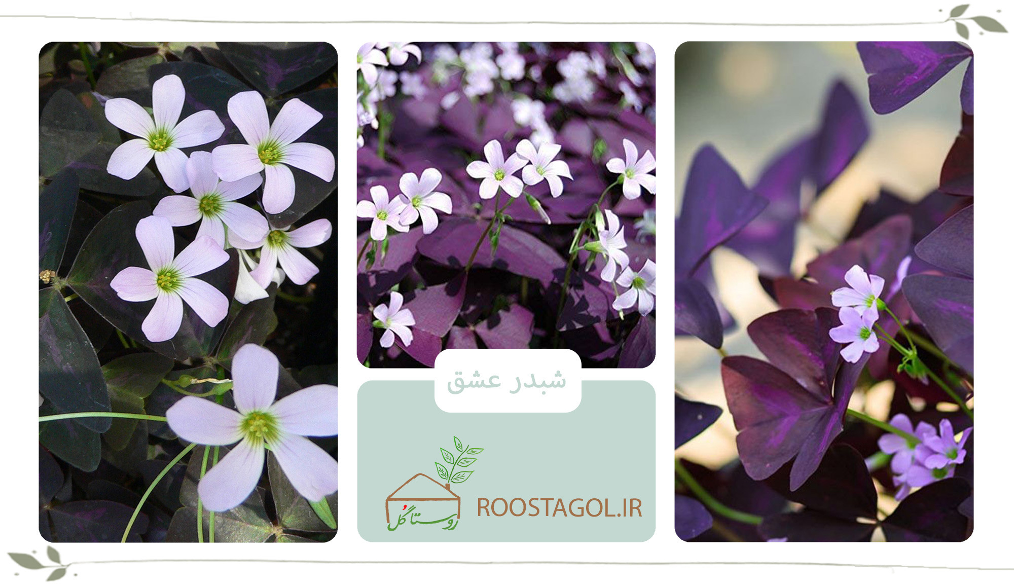گیاه شبدر عشق