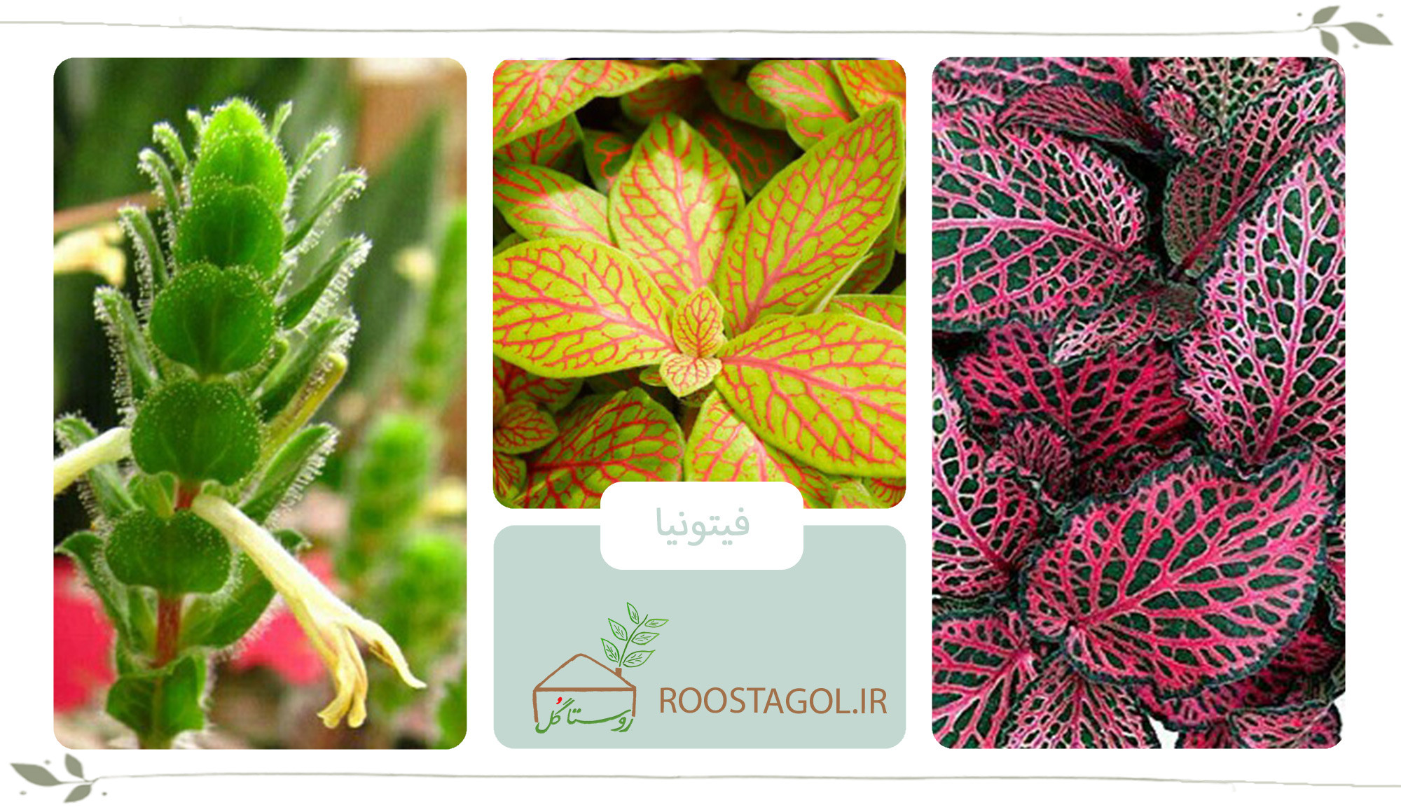 گیاه فیتونیا
