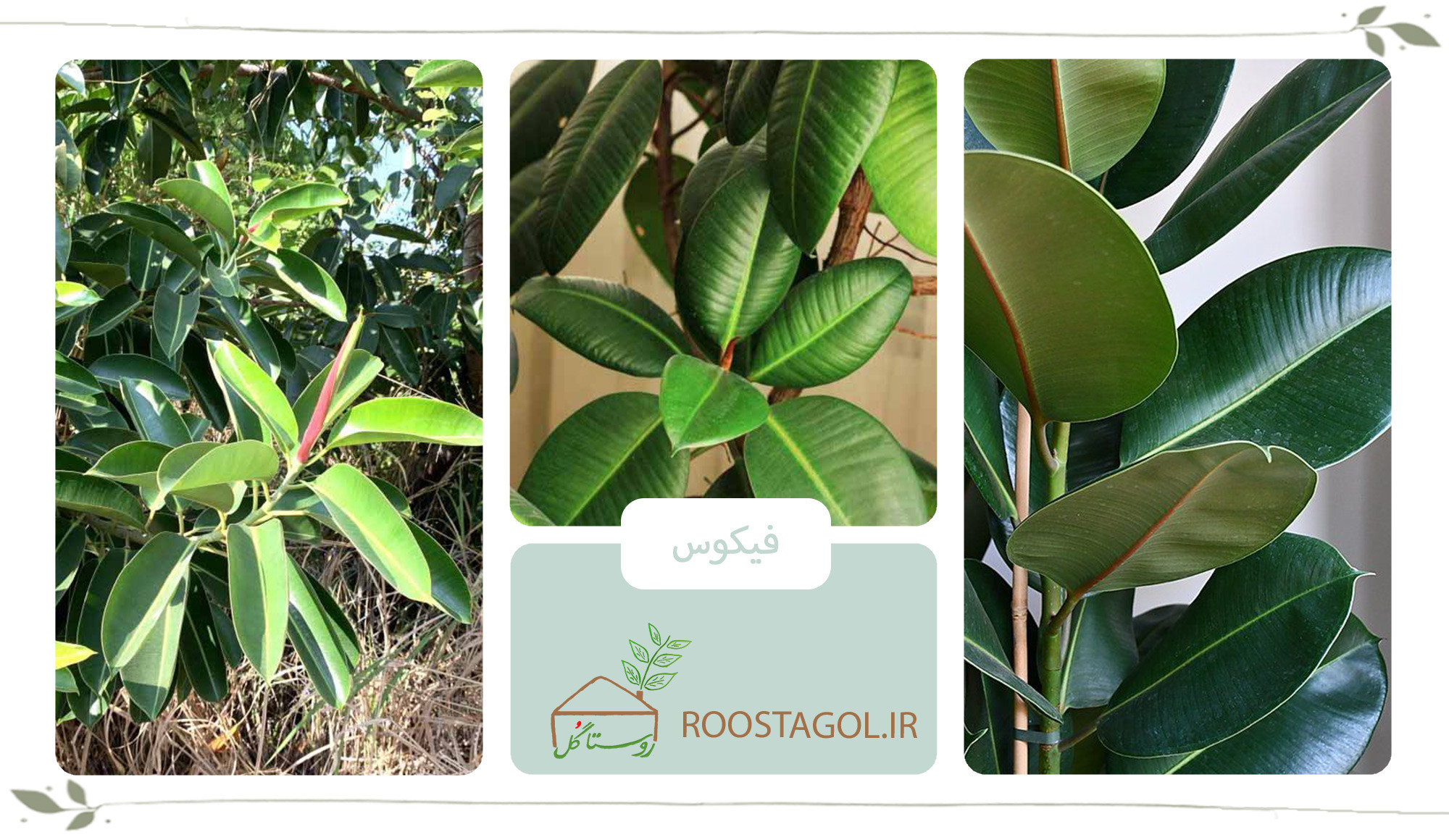 گیاه فیکوس