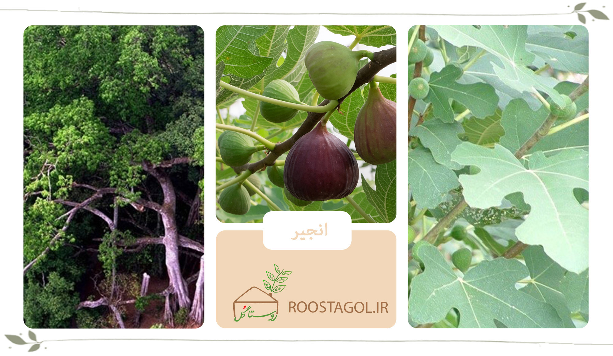 درخت انجیر