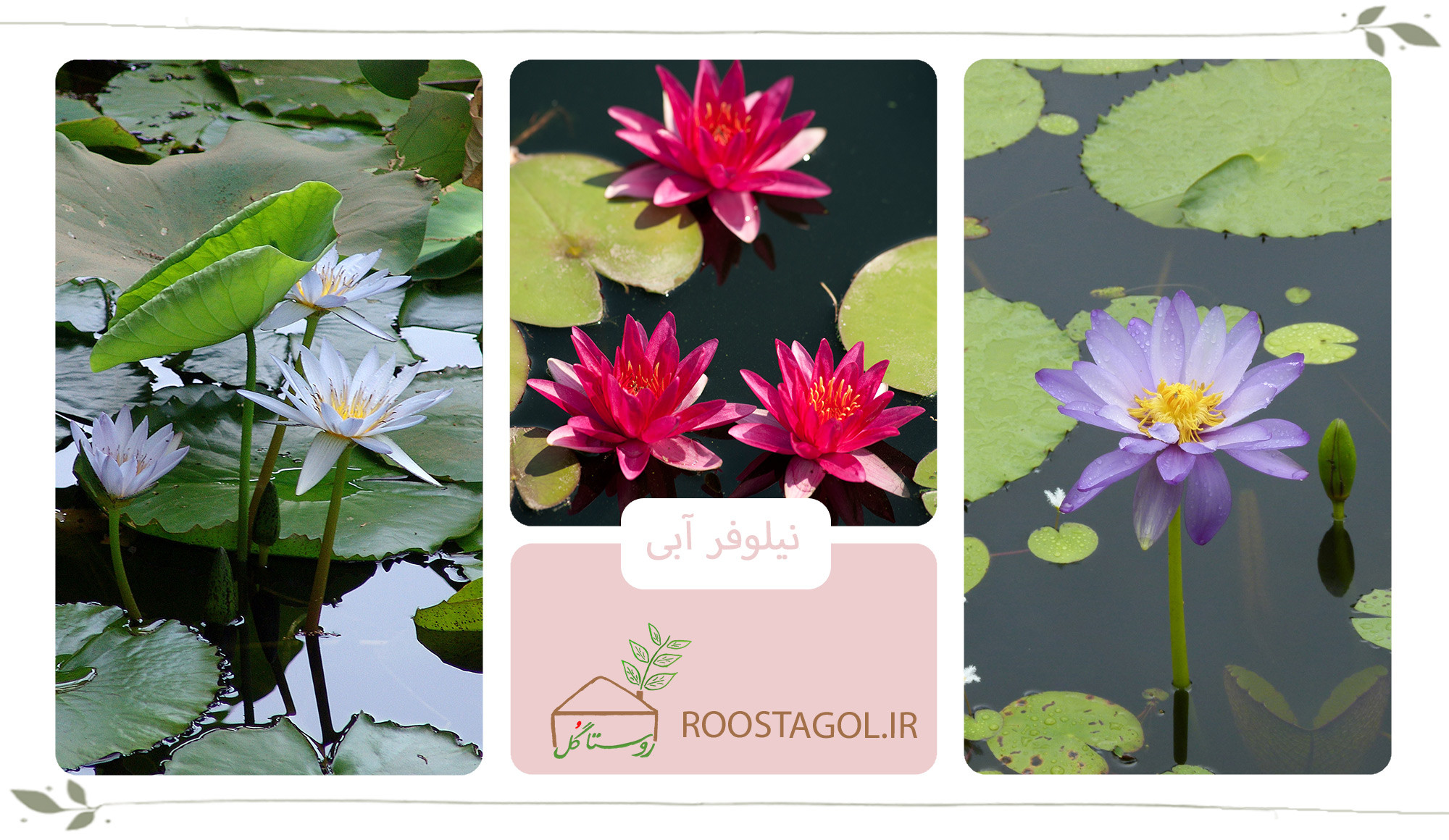 گل نیلوفر آبی