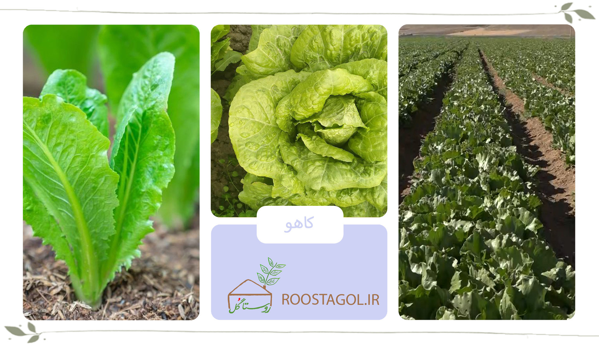 گیاه کاهو