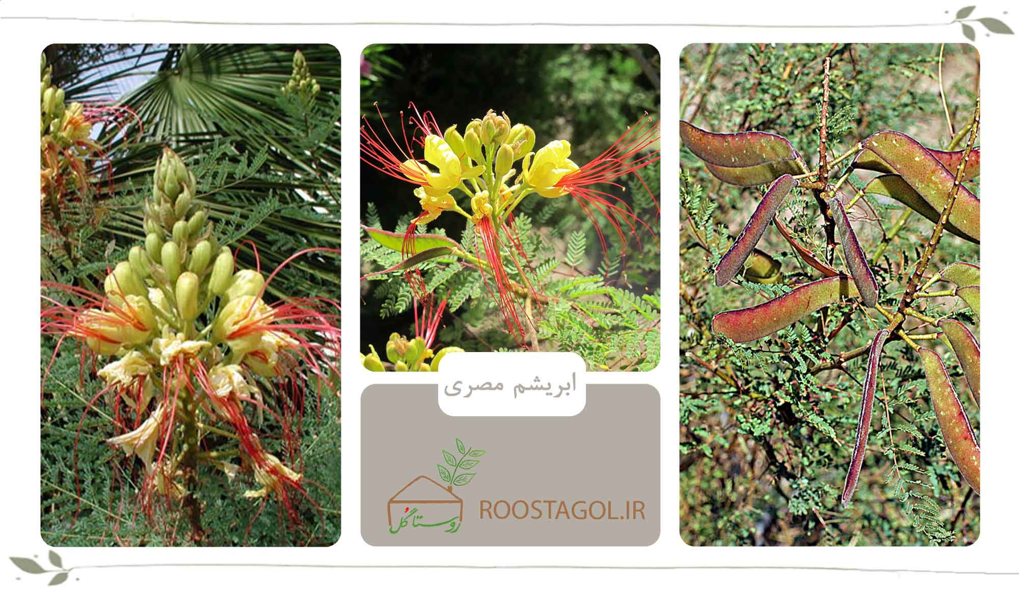 ابریشم مصری