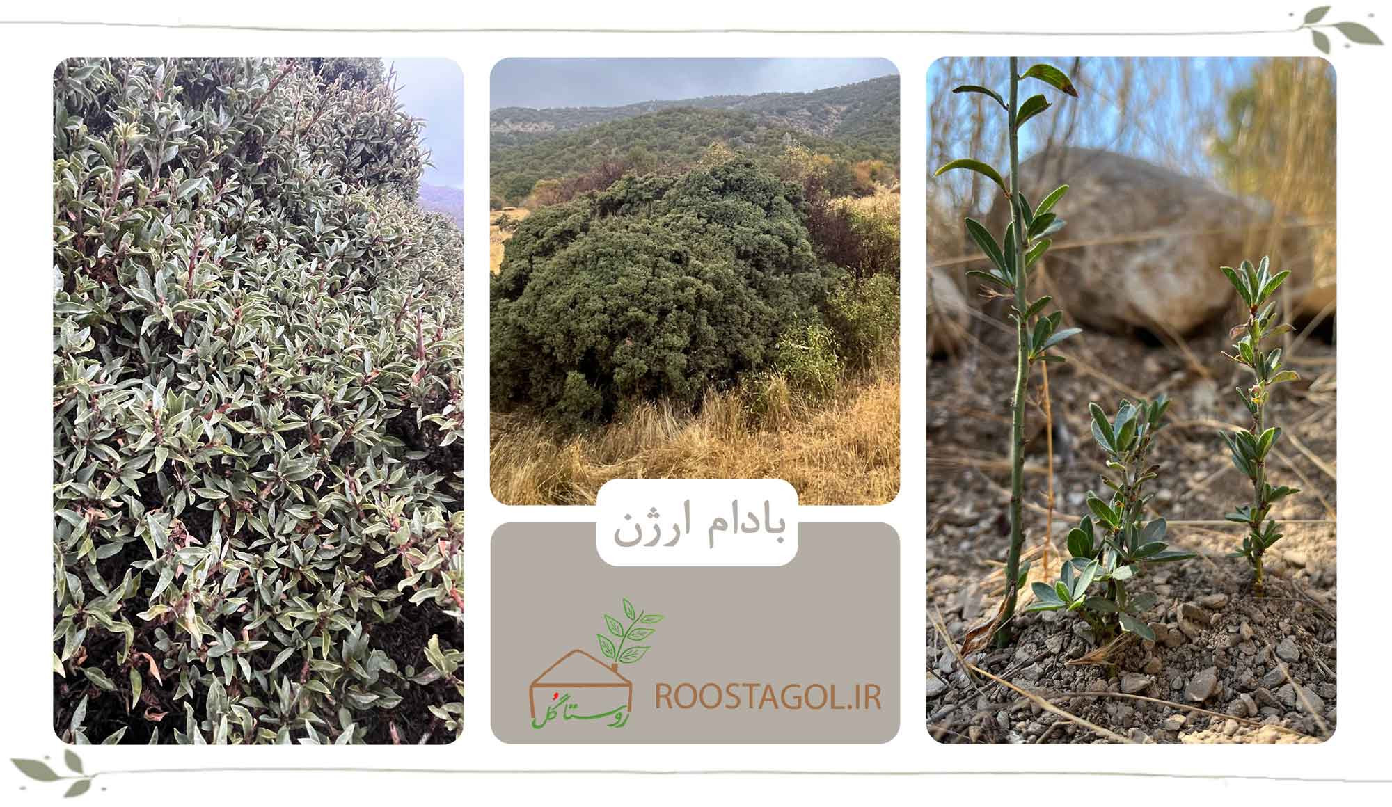 بادام ارژن