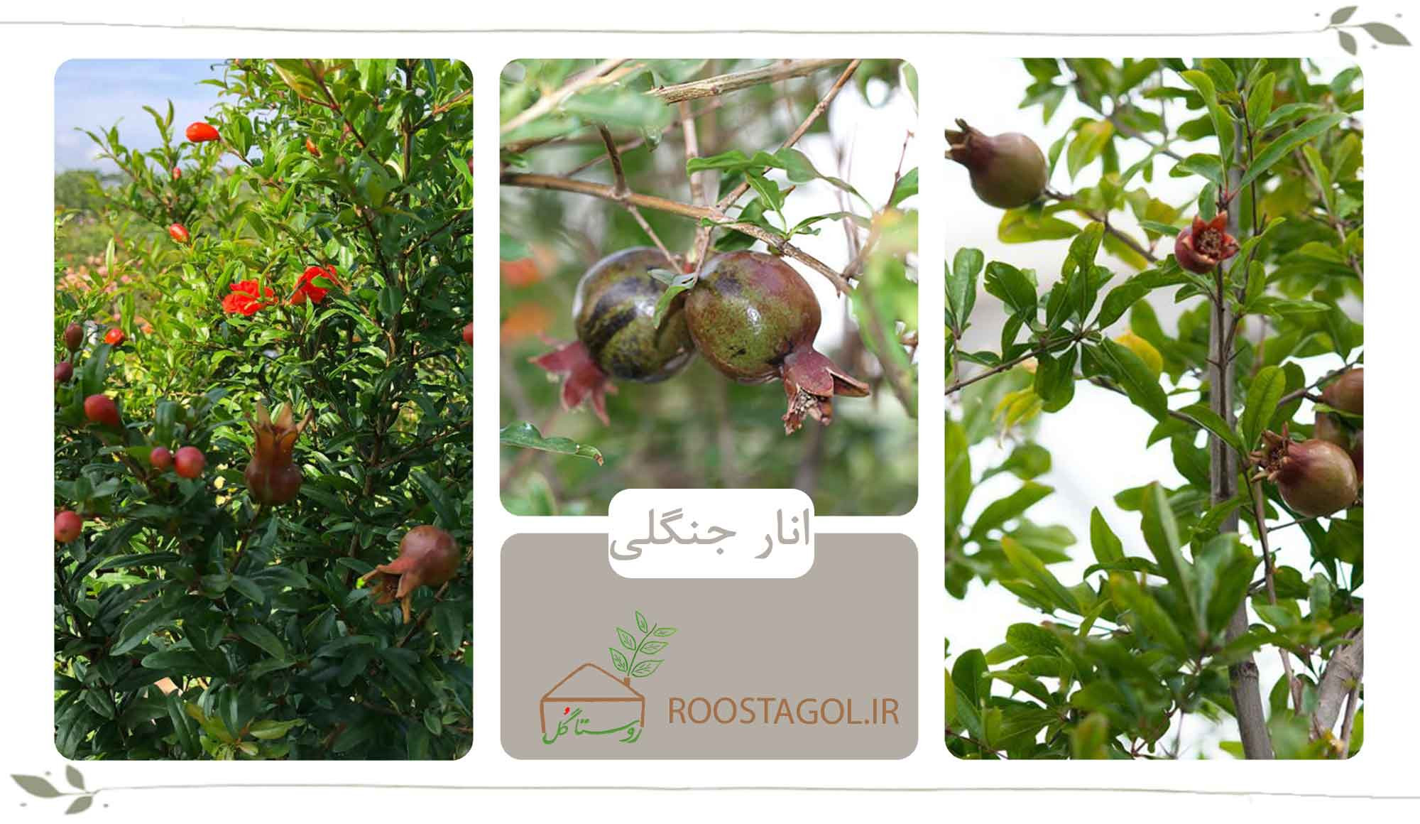 انار جنگلی