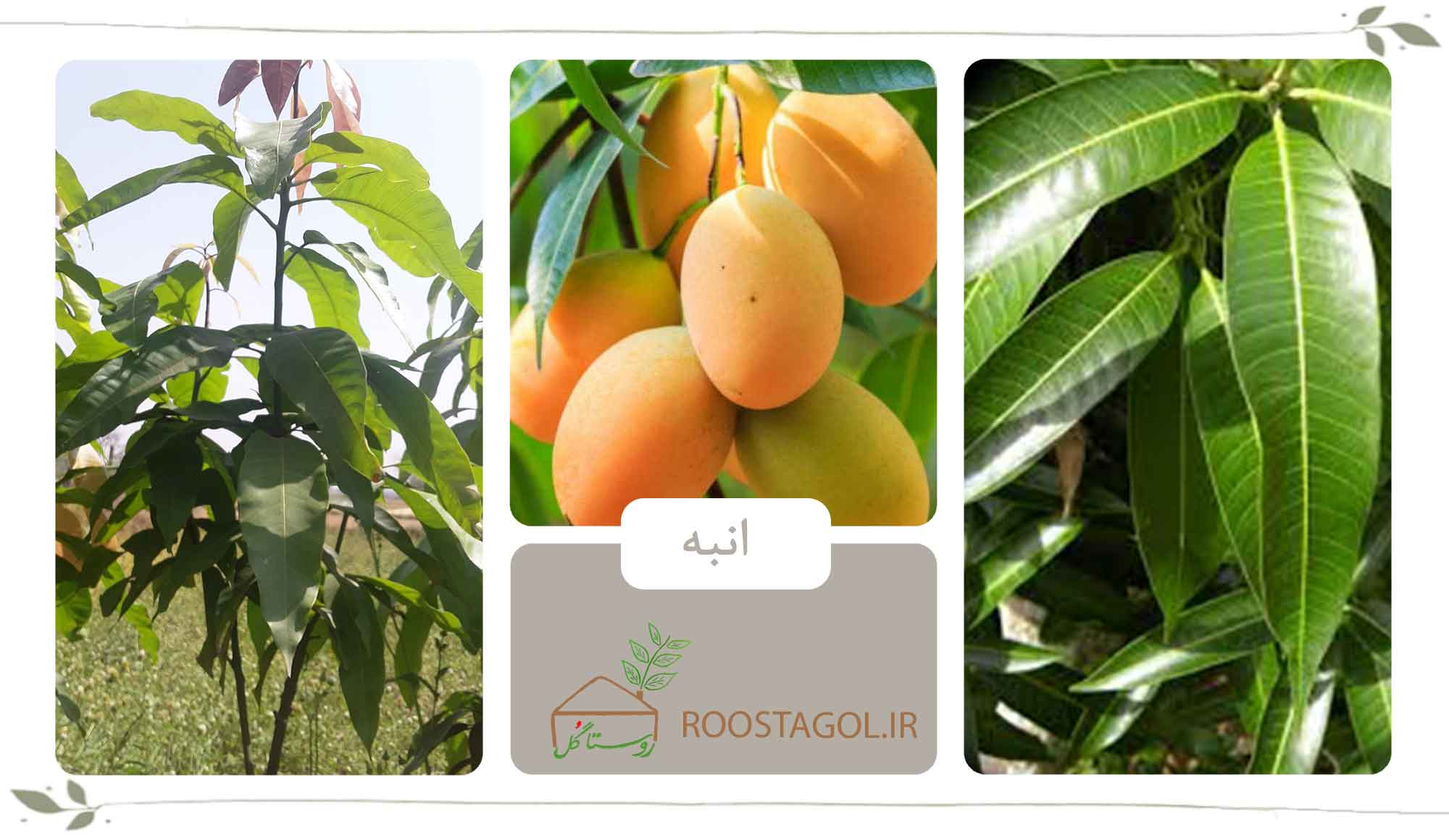 انبه