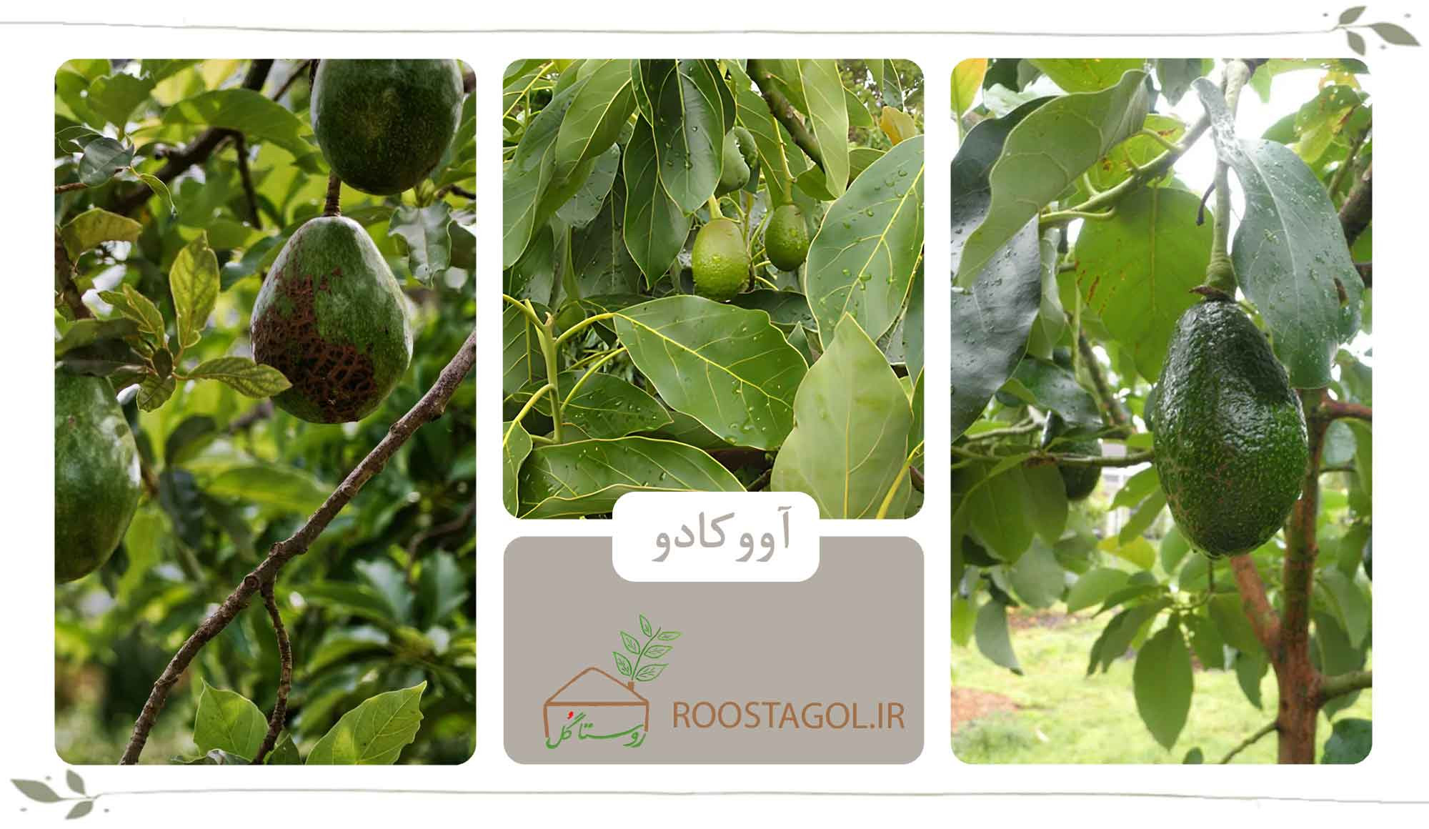 آووکادو