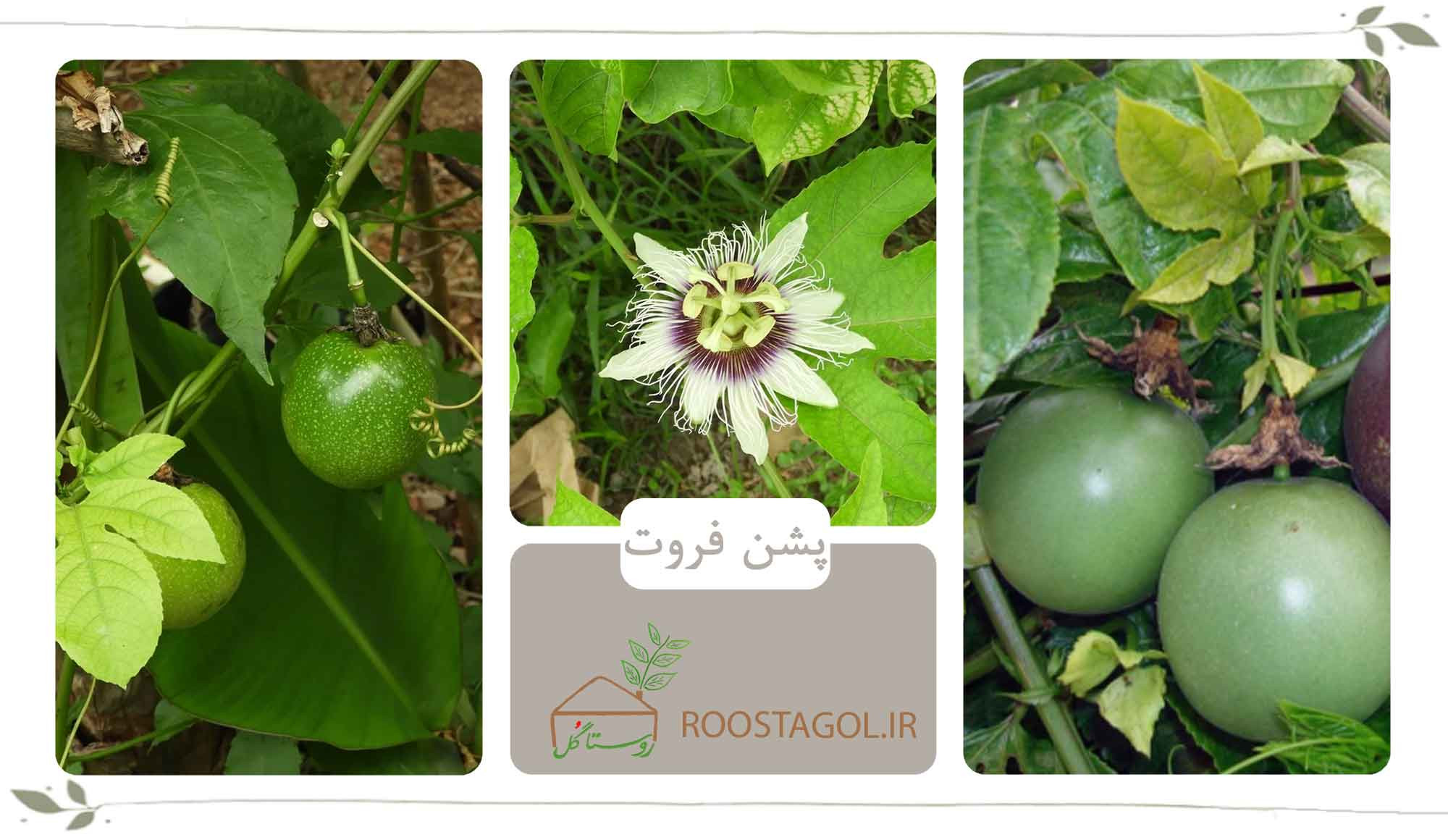 پشن فروت
