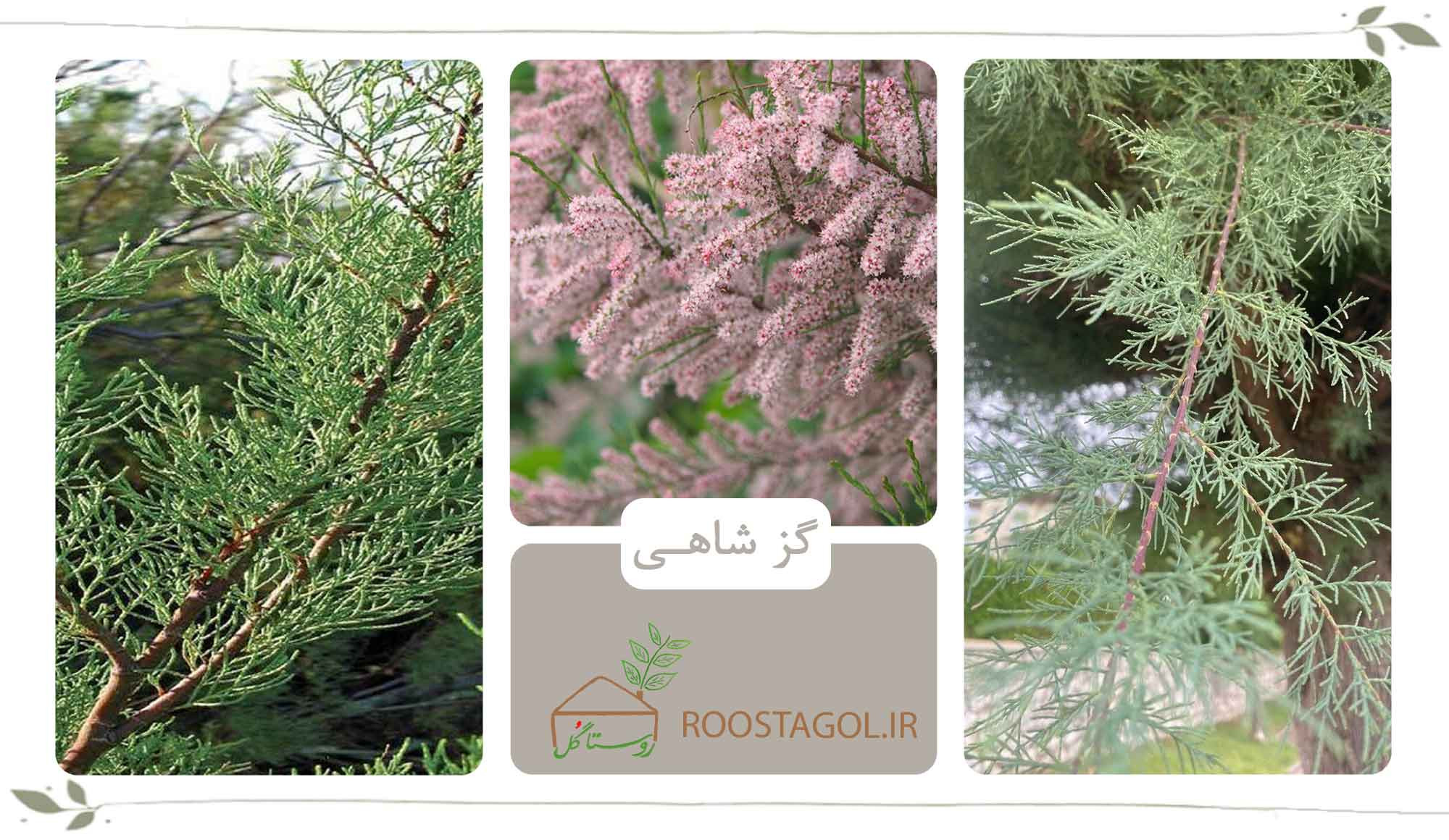 گز شاهی