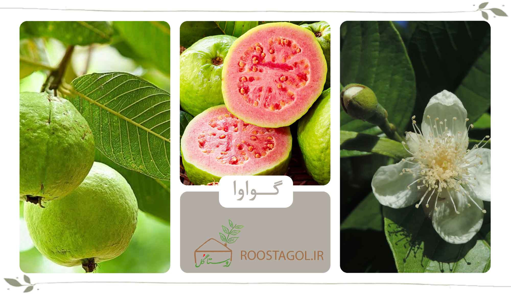گواوا